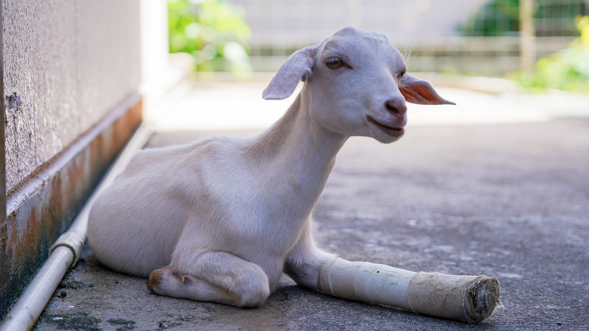 ・【庭】石垣島の自然を満喫中の可愛いらしいやぎさん