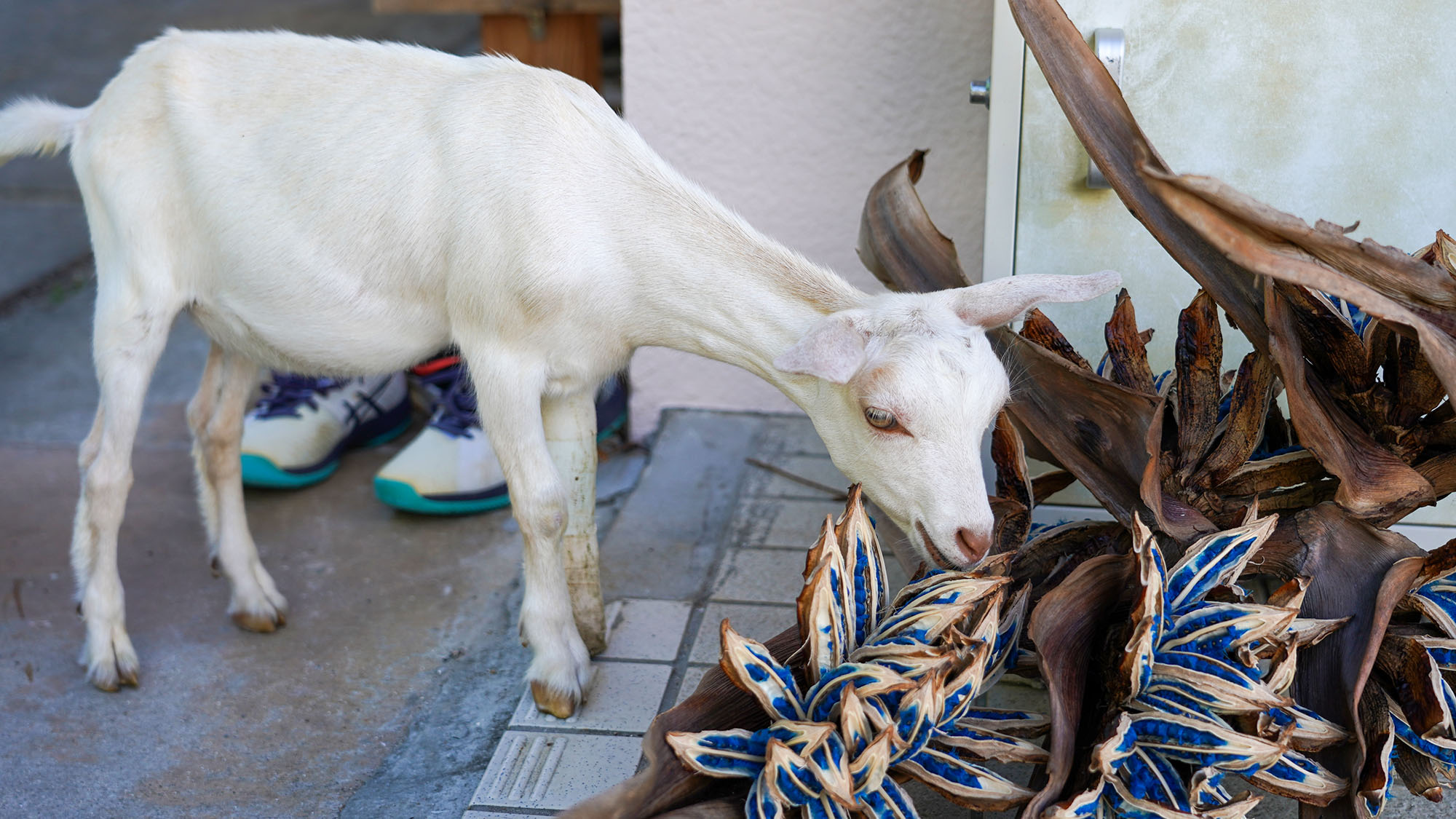 ・【庭】広い庭でのんびりお散歩。やぎさんもご満悦