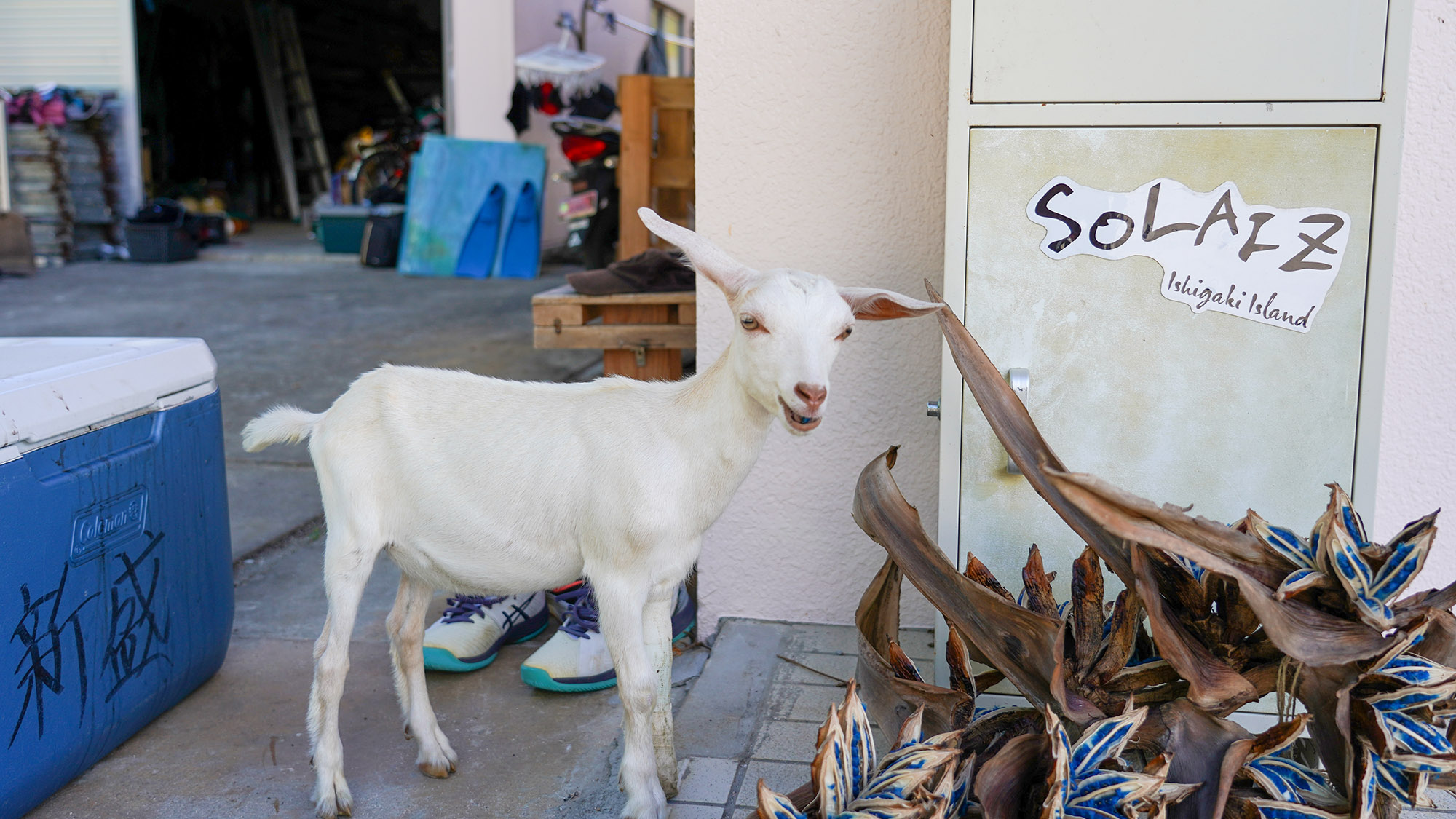 ・【庭】やぎさんが散歩しています。あたたかく見守ってください
