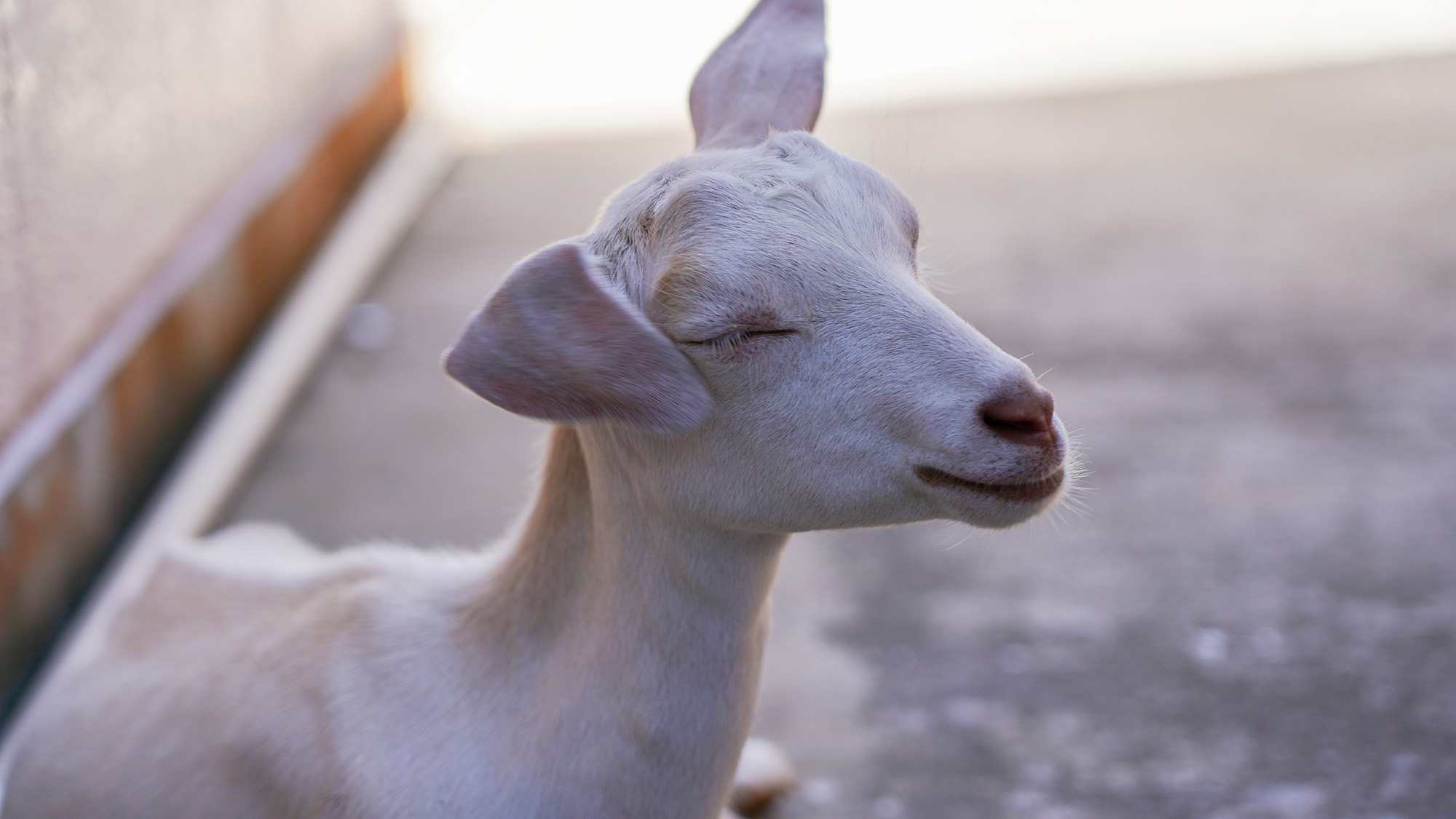 ・【庭】この表情に日頃の疲れもほっこり癒されます