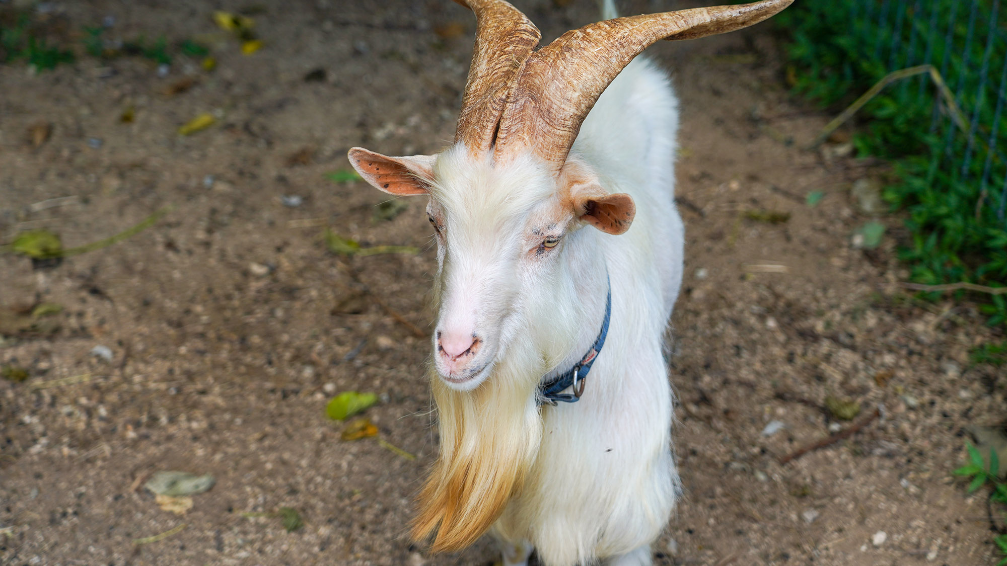 ・【庭】様々なやぎさんがお散歩する緑豊かなお庭です