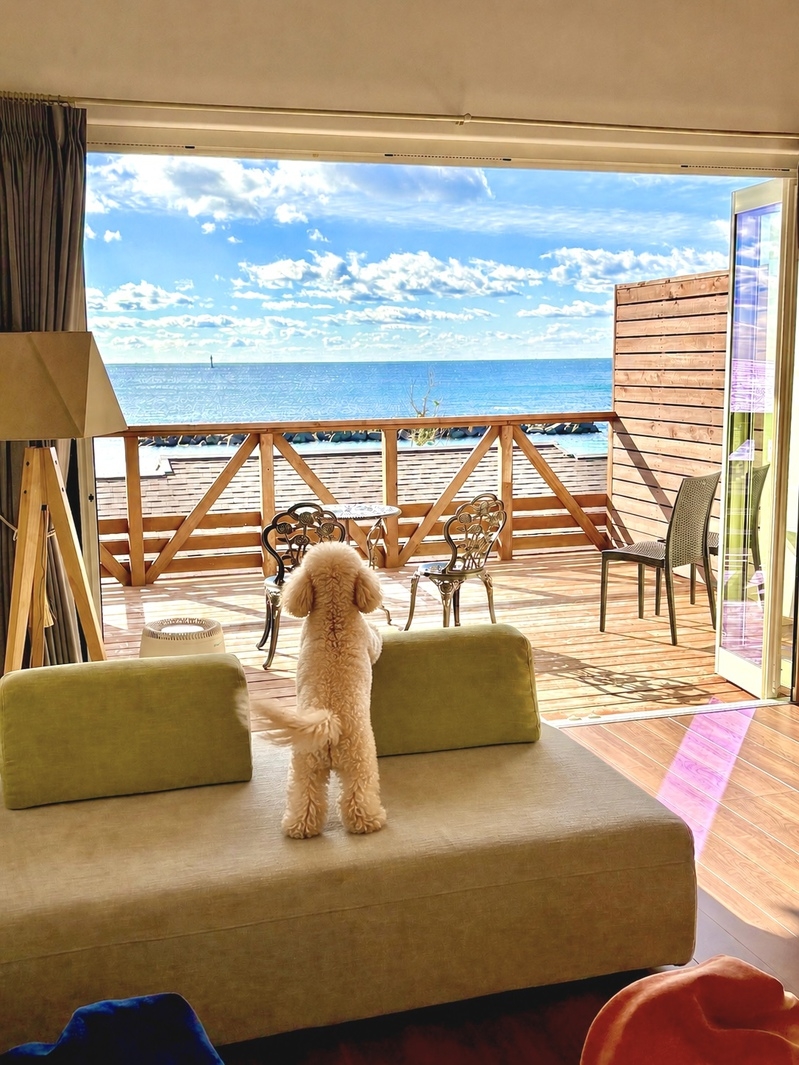 【素泊まり｜ペット同伴】愛犬と絶景の夕陽を眺める♪伊勢志摩オーシャンビューリゾートで海辺のお散歩