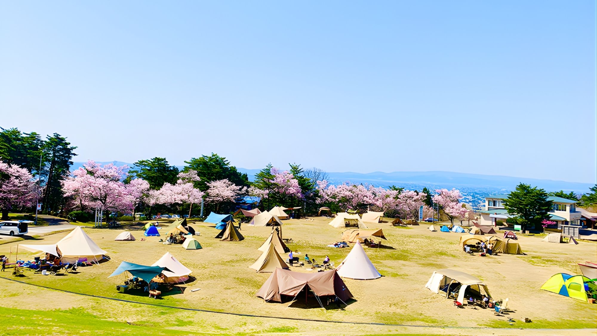 春の訪れを感じる、桜に囲まれたキャンプサイト