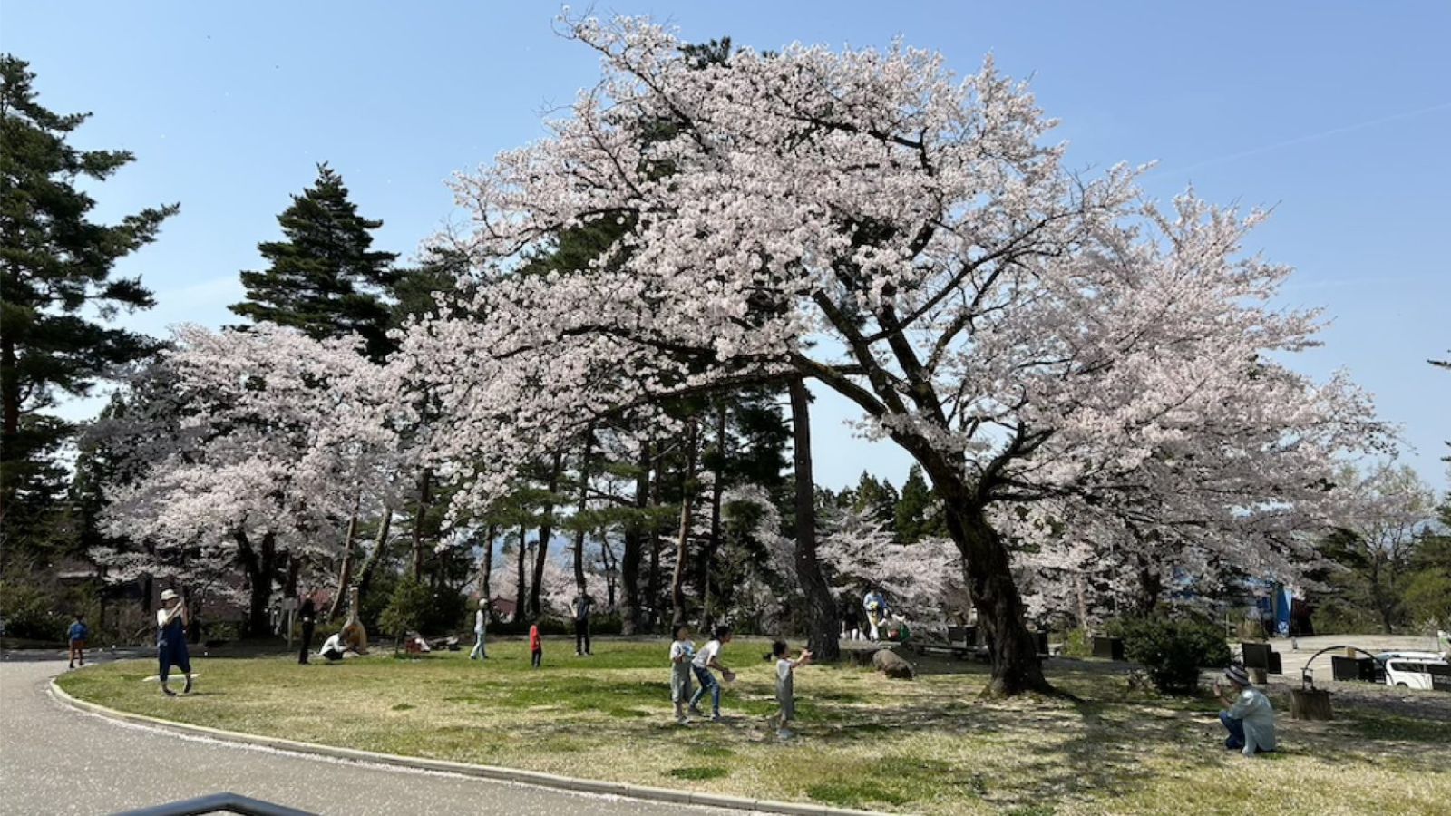 ピクニックエリアを彩る桜（春）