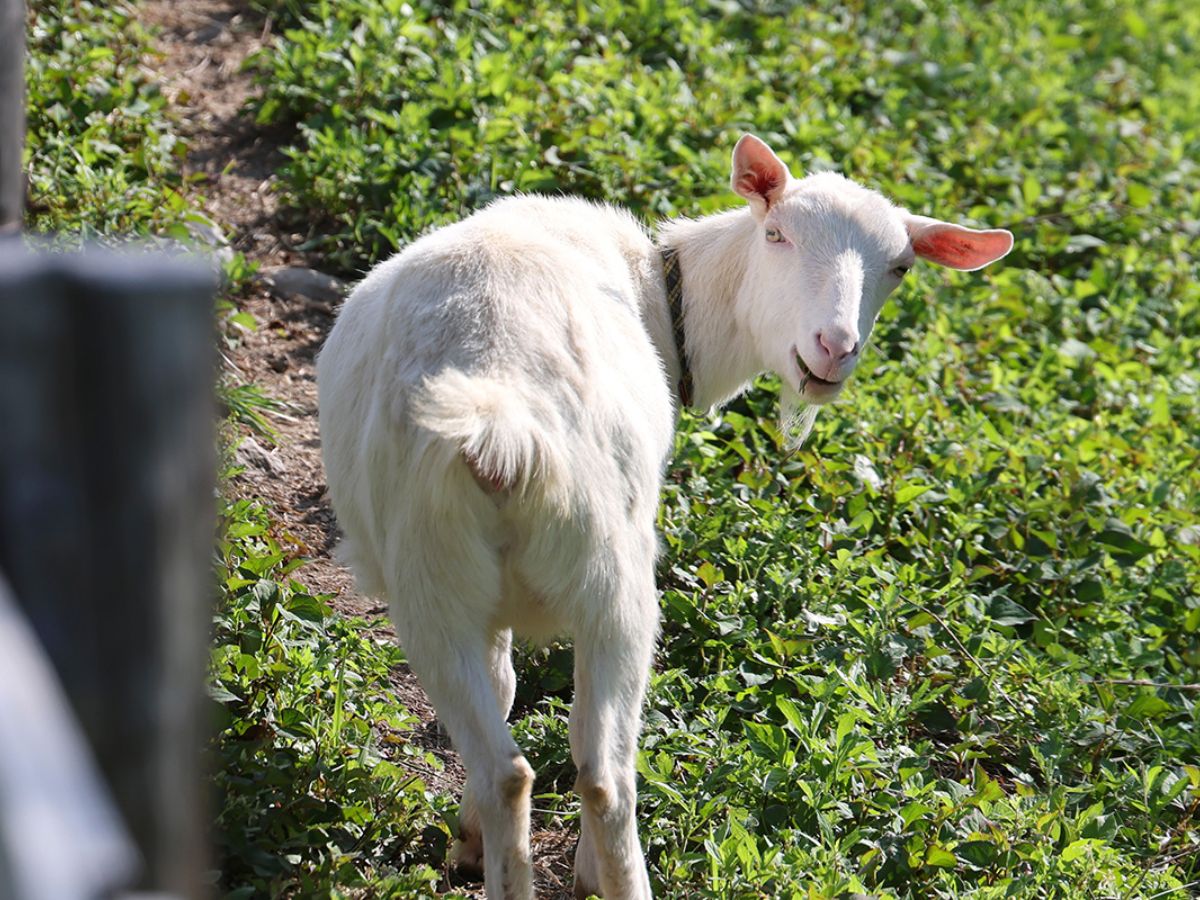 コテージ周辺ではヤギも見れます