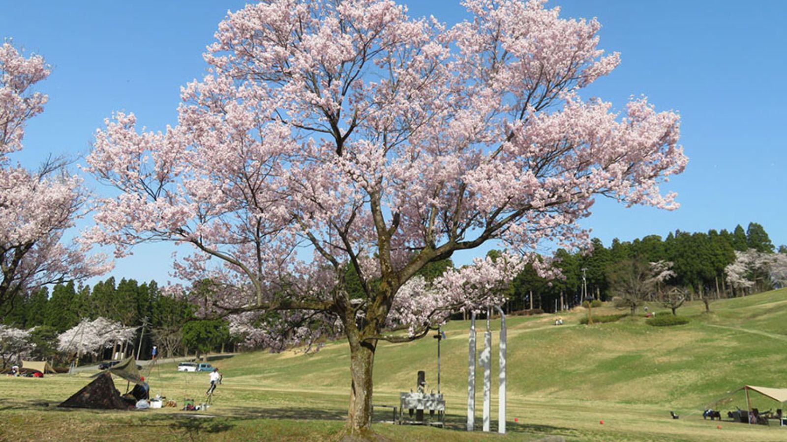 芝生広場にある桜の木