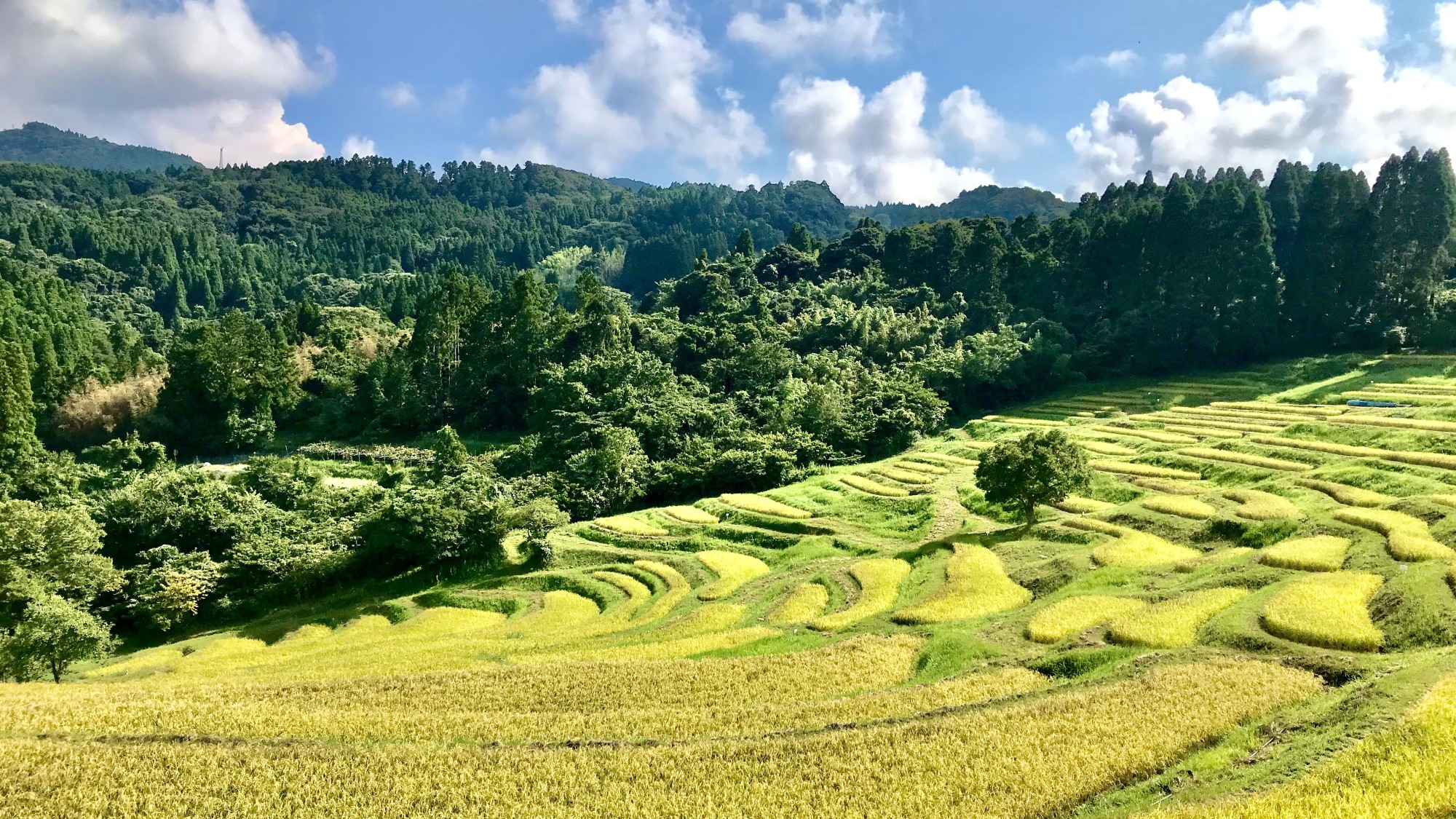 「日本の棚田百選」にも選ばれた大山千枚田