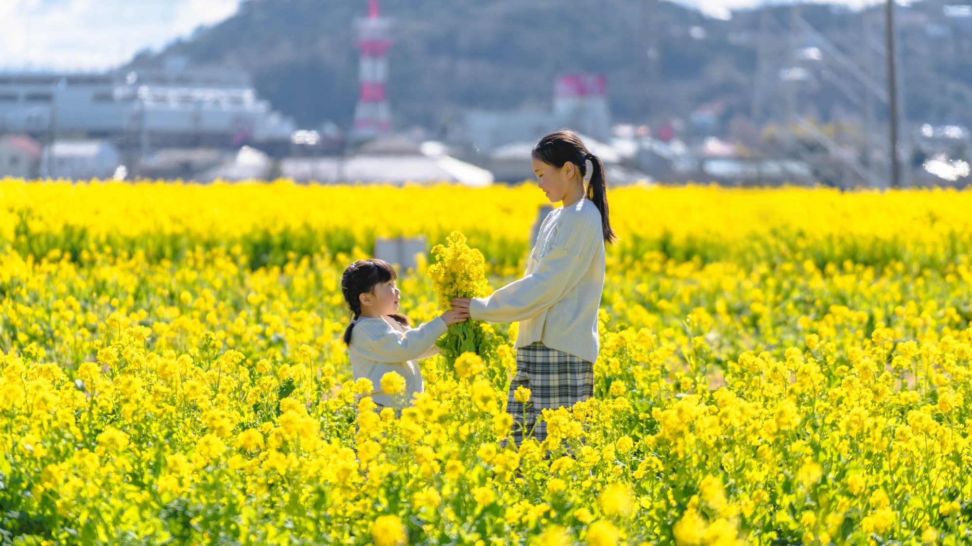 1月～3月にかけて1万坪の敷地いっぱいに菜の花が咲き誇る菜の花畑が鴨川に出現！！（ホテルより車5分）