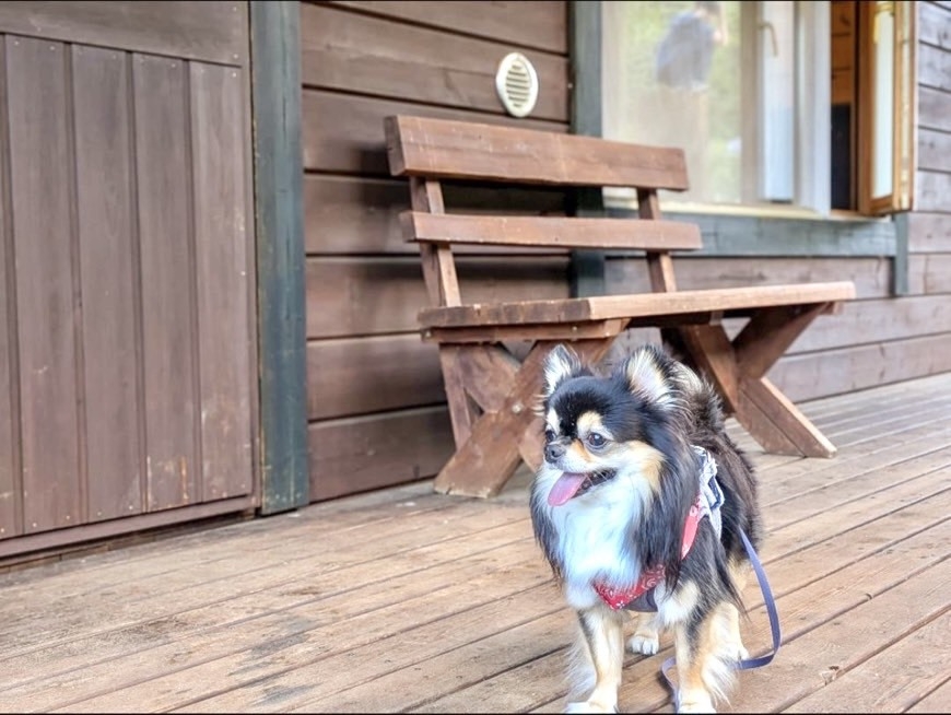 【愛犬同伴OK】日本一の星空を楽しむ愛犬ステイプラン(温泉入浴券付・別途予約でレンタル品利用可)