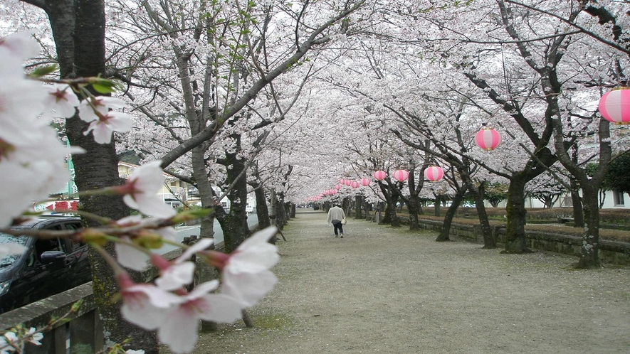 旅館の前の菊池神社の参道　桜並木