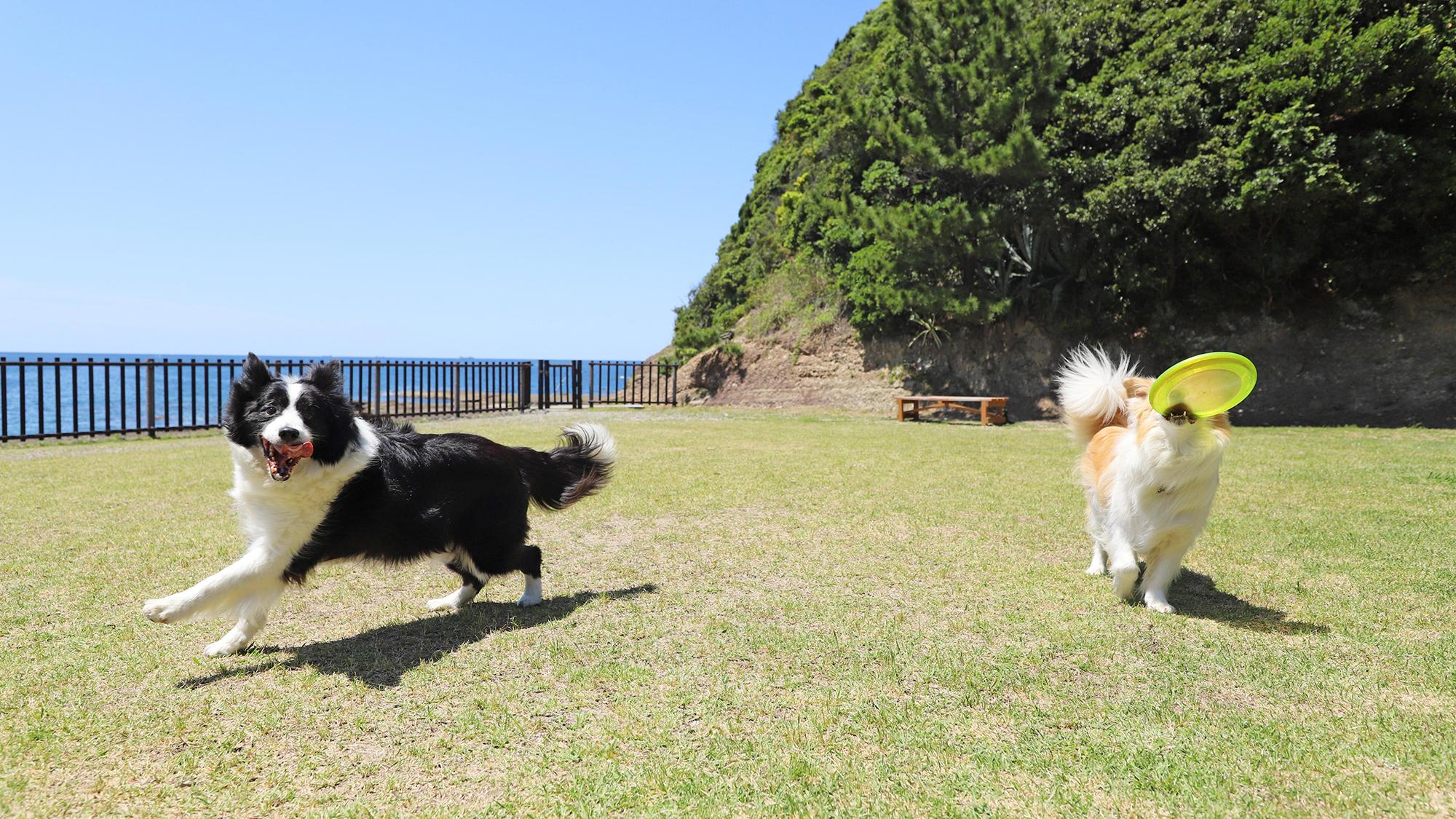 【わんこOK】番所山公園でお散歩