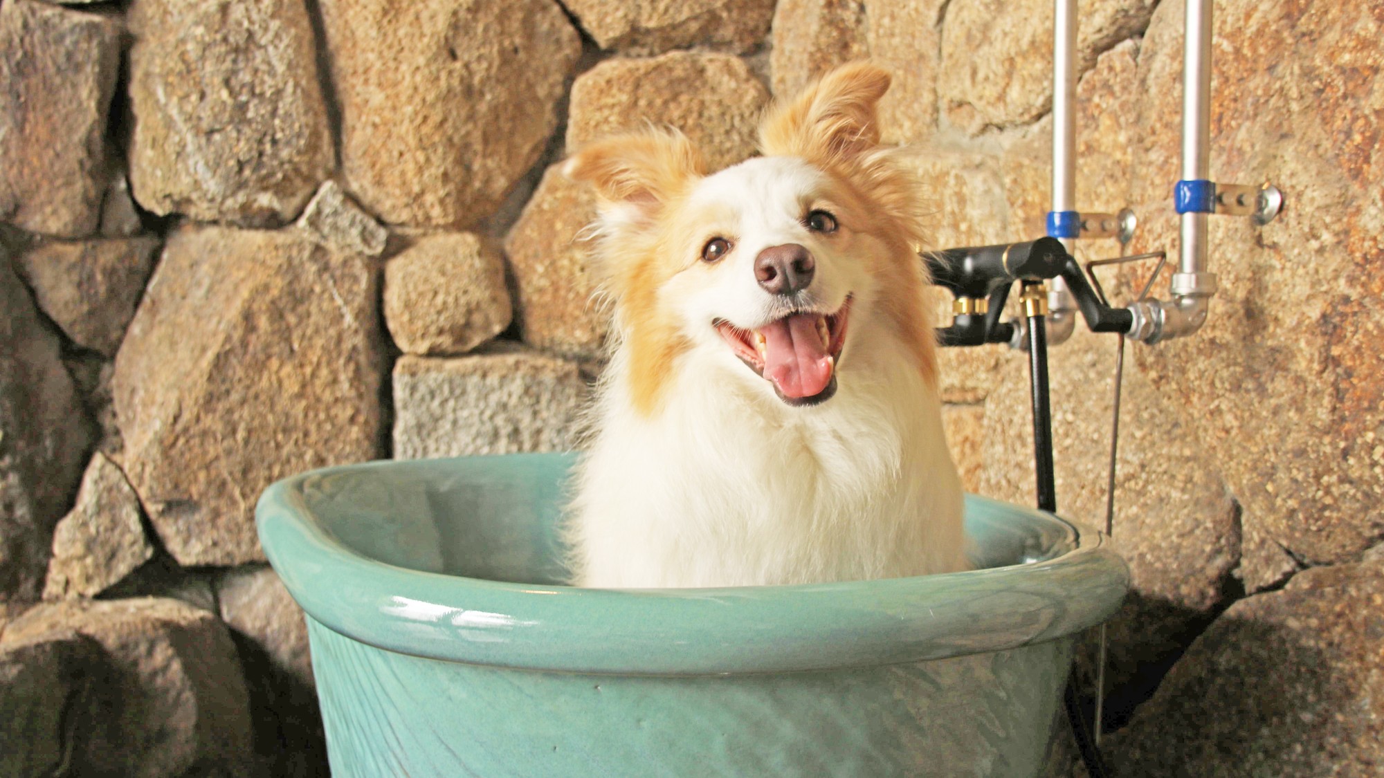 愛犬と貸切風呂