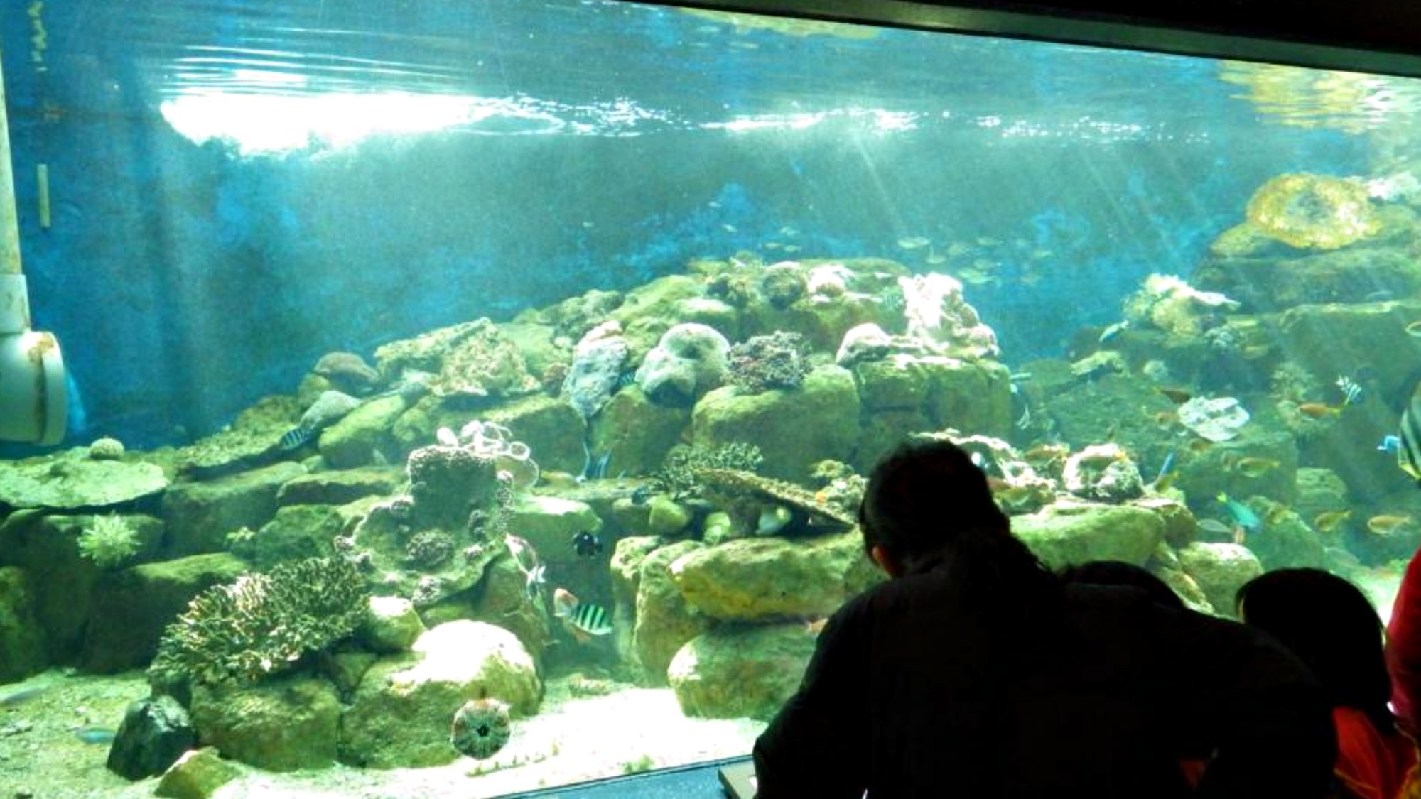 京都大学白浜水族館