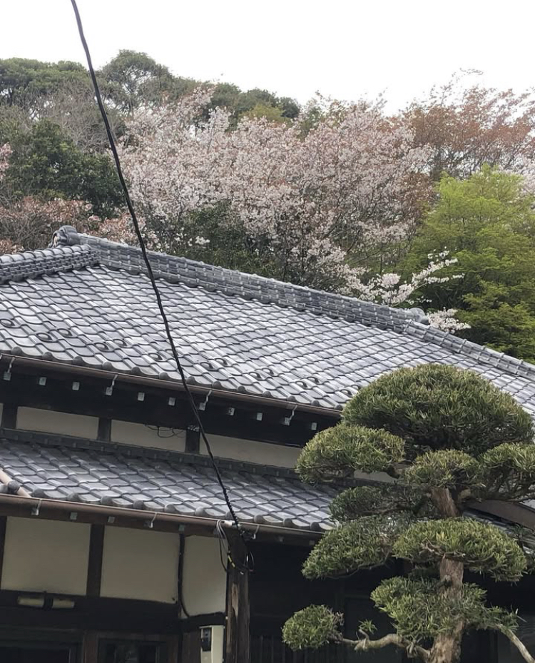 庭園内の桜開花