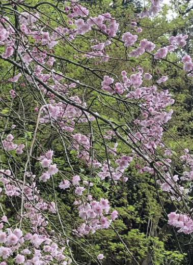 SAKURA1