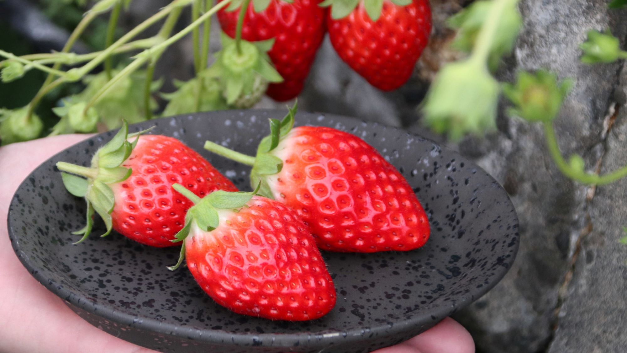 いちご狩りが有名なエリア