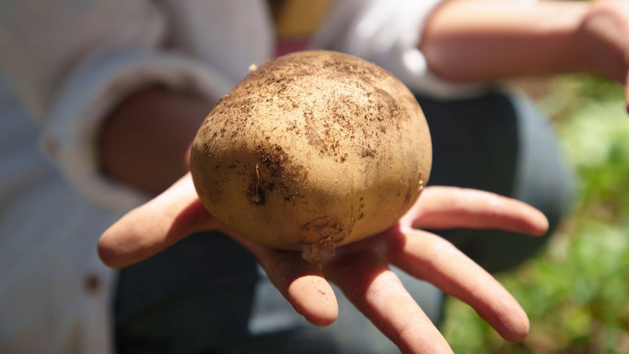 【じゃがいも種イモ植え体験／一例】春限定！ファーム体験★じゃがいもの種イモを植える農業体験。