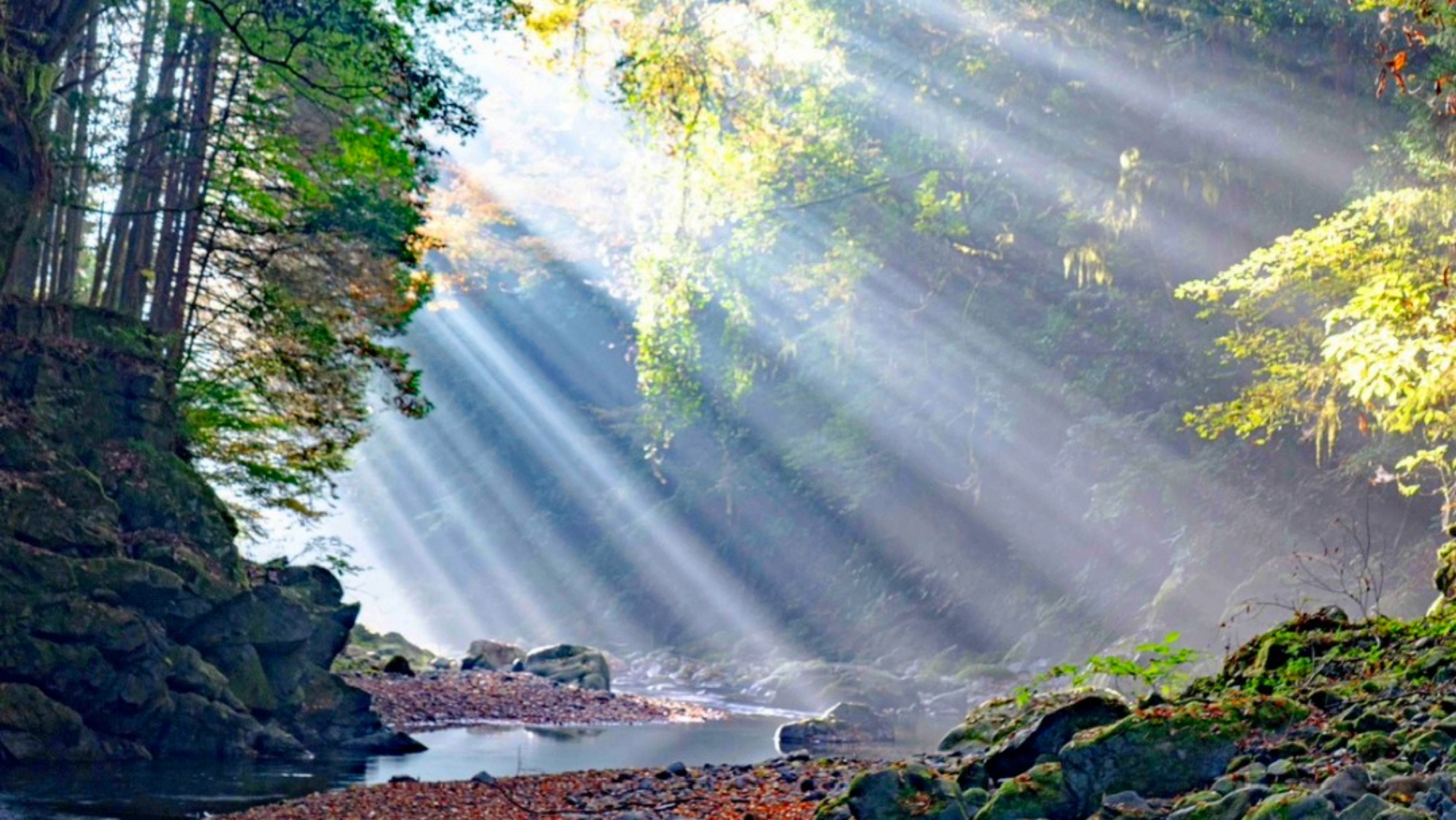 *【アクティビティ｜川遊び／一例】都心から車で約1時間、水と緑に恵まれた大自然へ