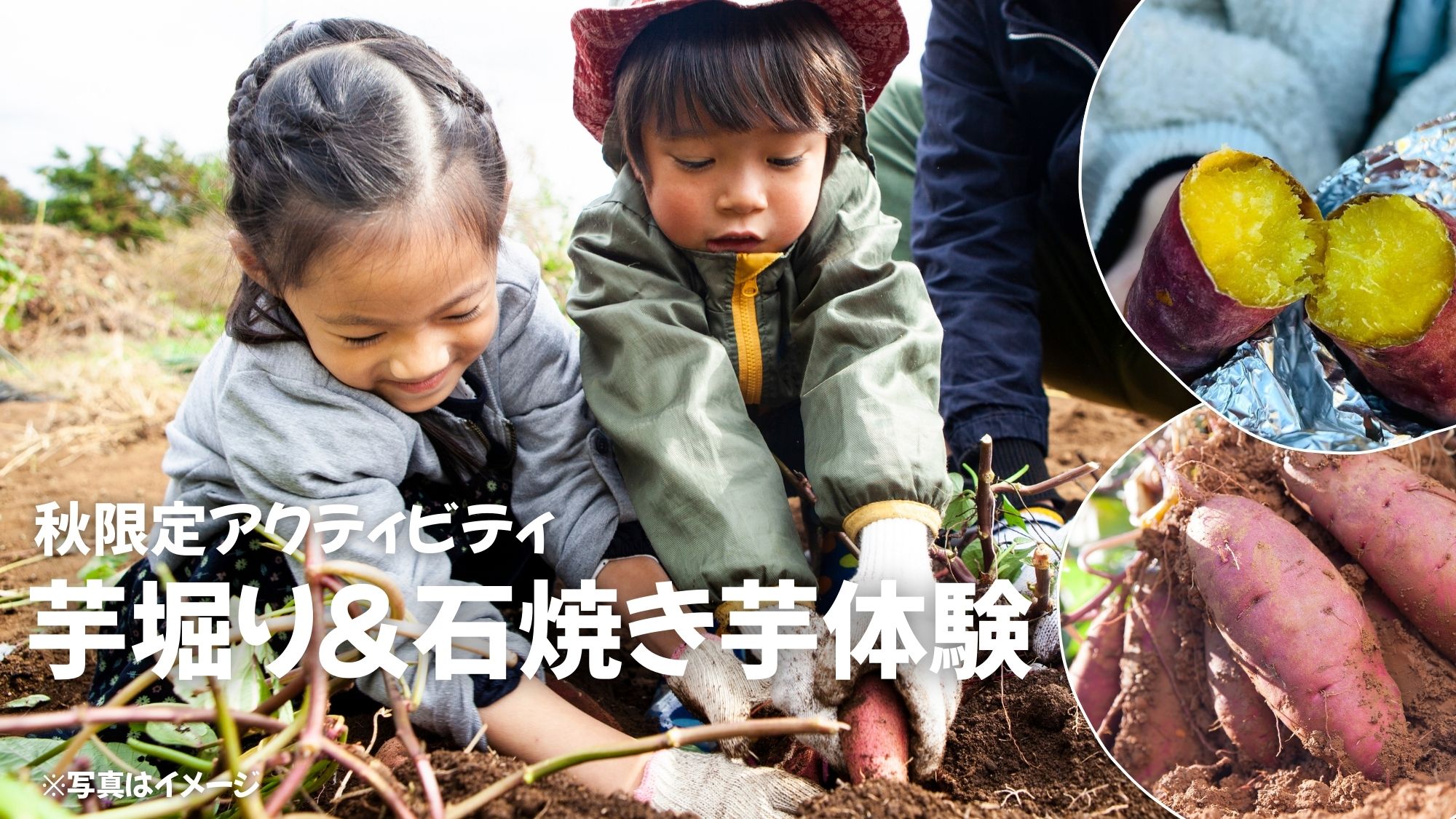 *【秋限定アクティビティ｜イメージ】毎年秋には芋掘り体験が可能です