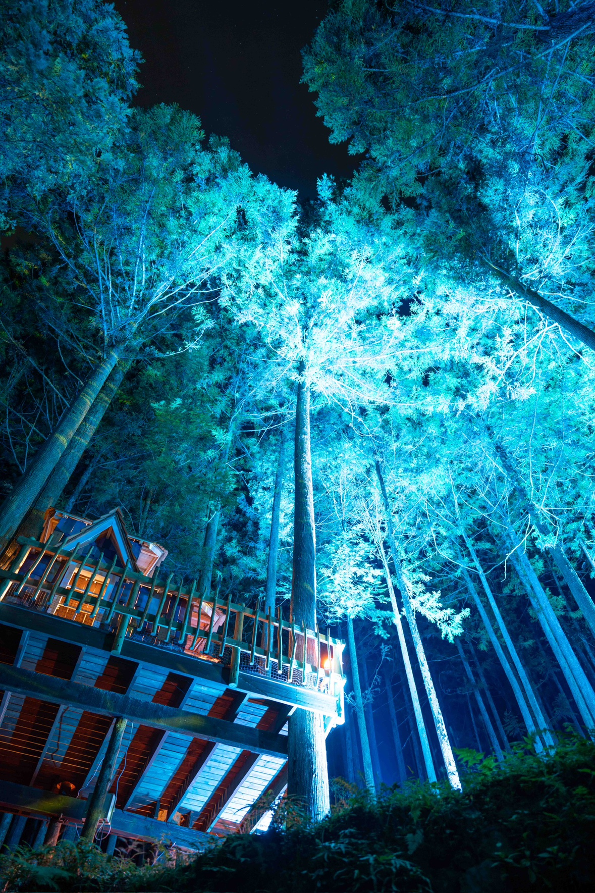 *【森のイルミネーション｜一例】蒼の村のツリーハウスは夜はイルミネーションで幻想的な雰囲気に