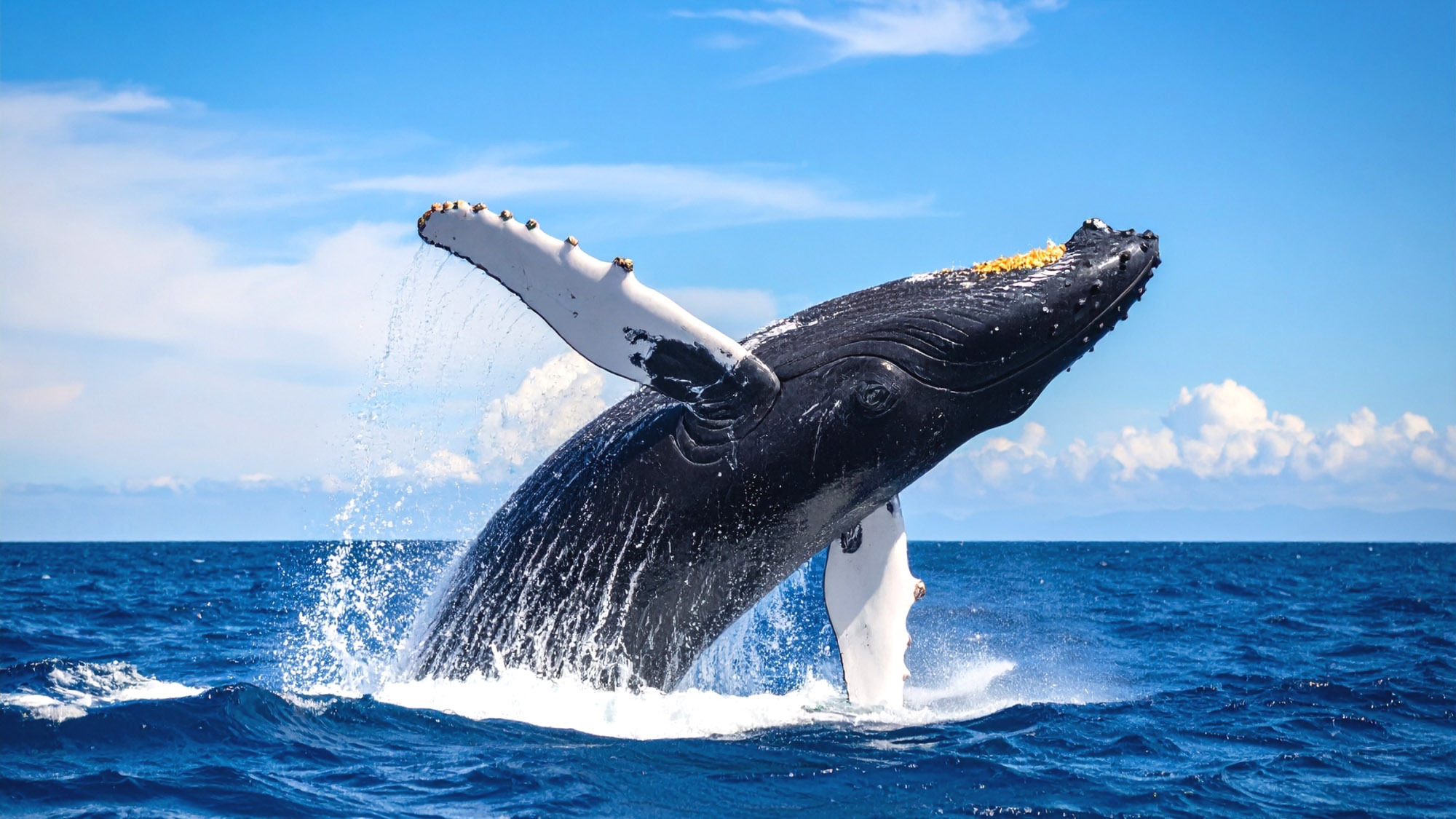 【冬季限定】ホエールウォッチングプラン・冬の座間味には…クジラがいるよ！！【素泊まり】