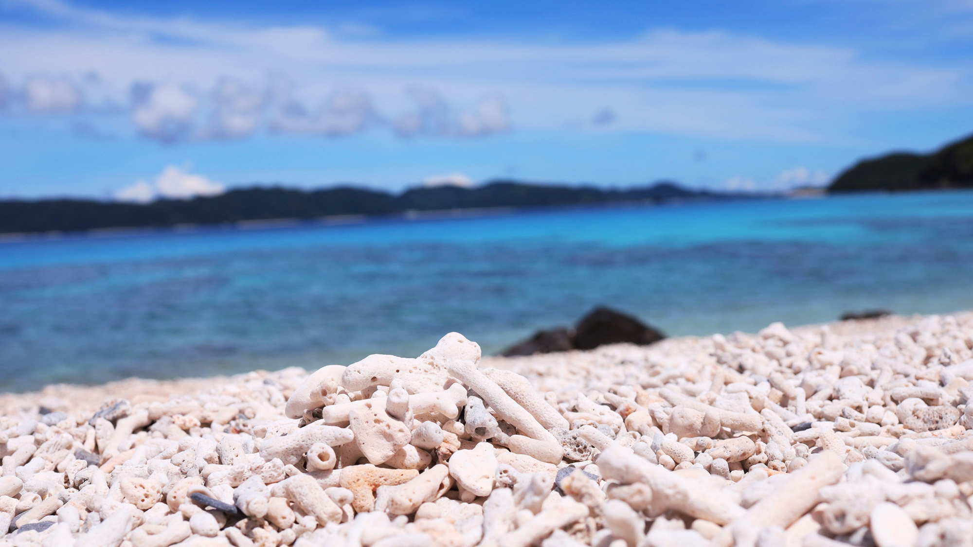 【夕食付き】沖縄ブランド・きびまる豚で夏は手ぶらでBBQ♪
