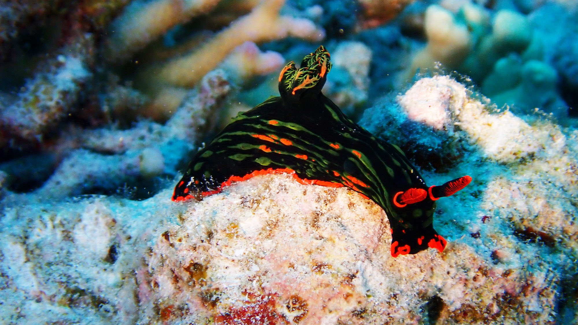 【ダイビング】 