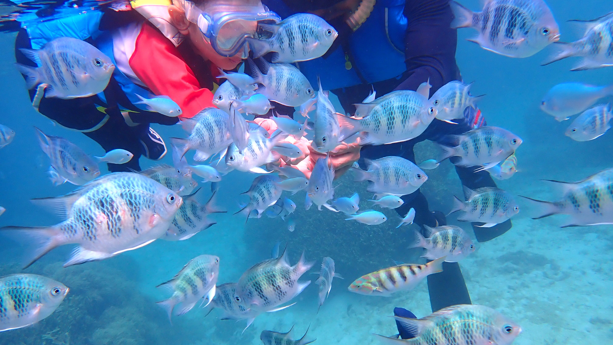 【シュノーケリング体験】