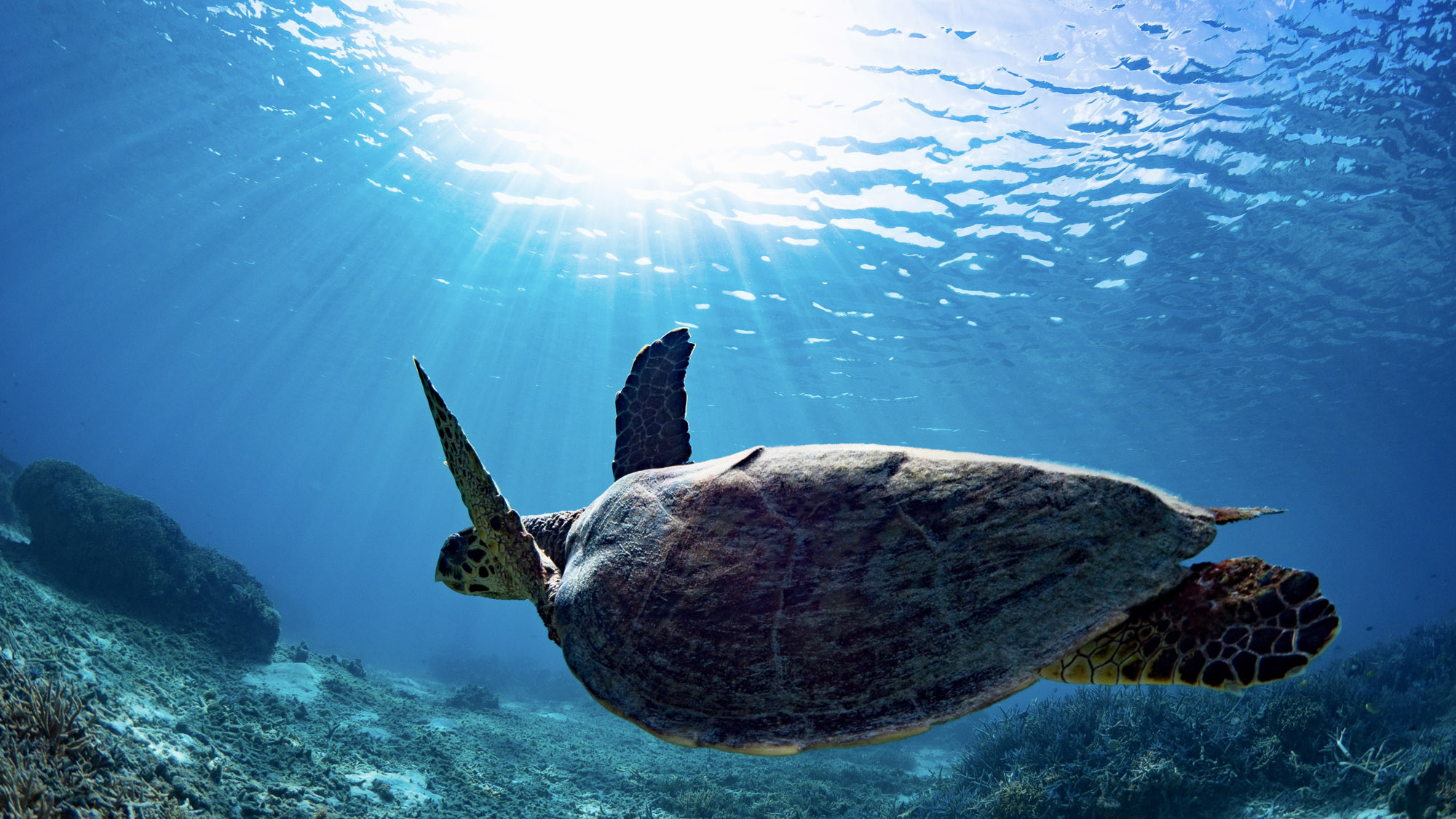 【海中に注がれる光】