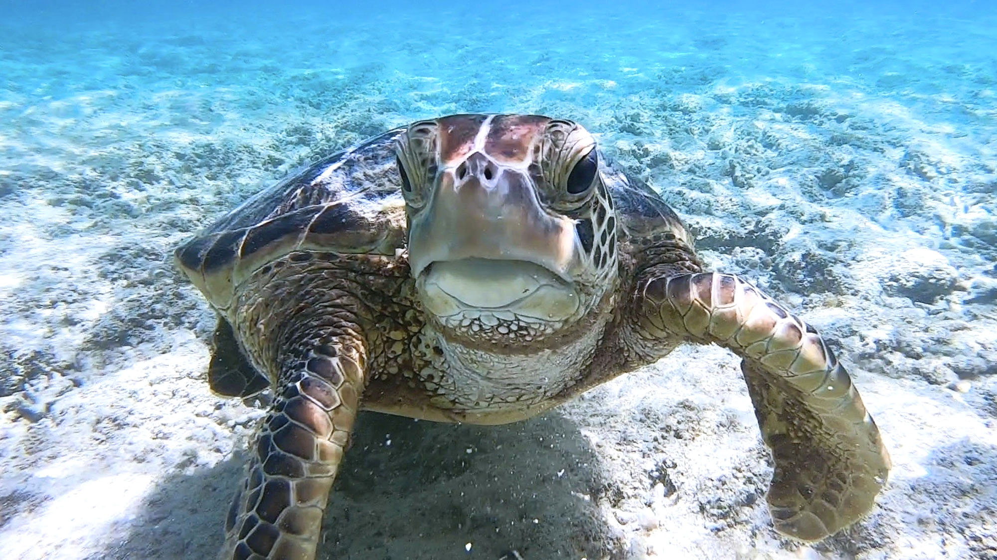 【シュノーケリング】