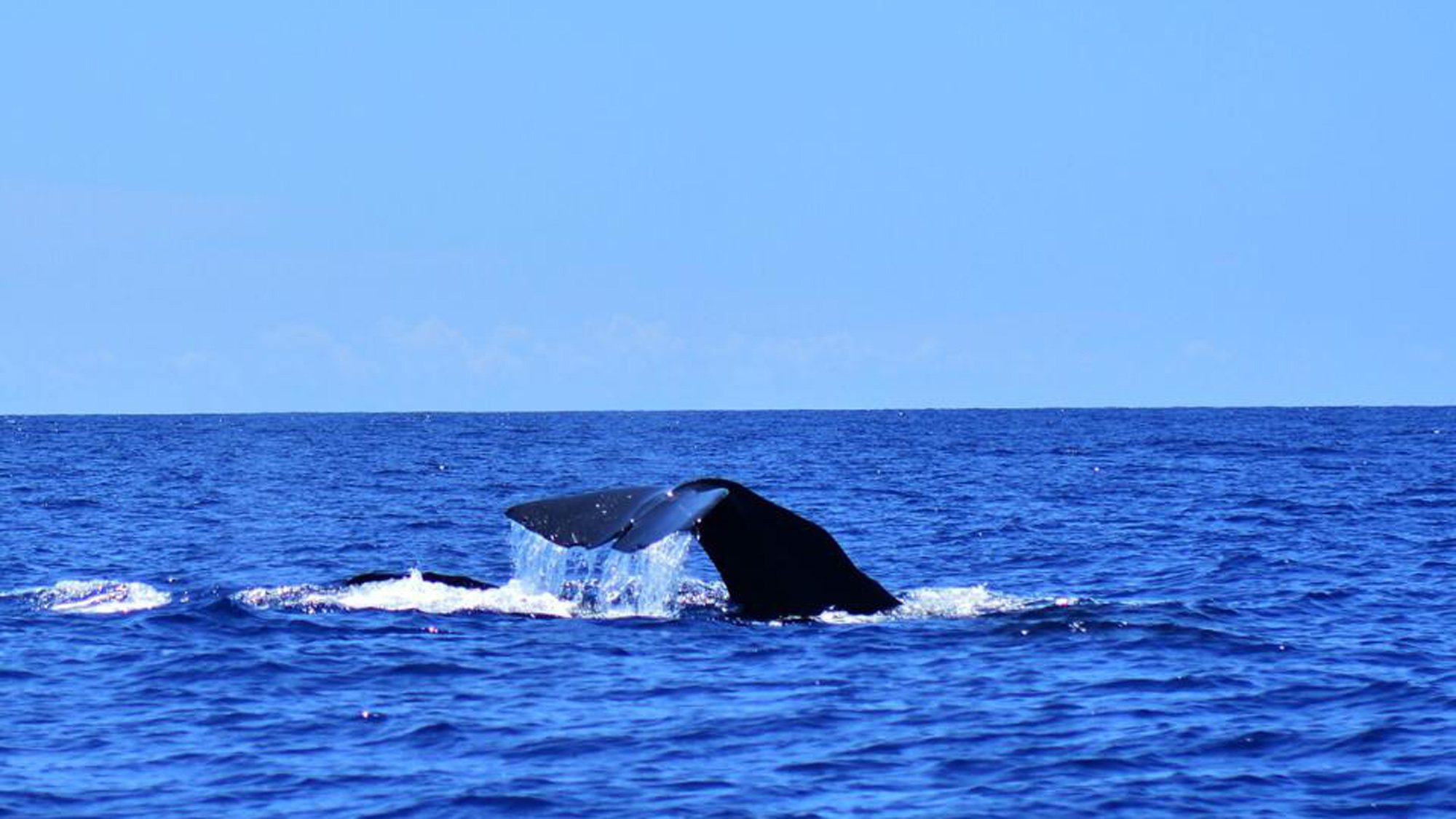 【ホエールウォッチング】