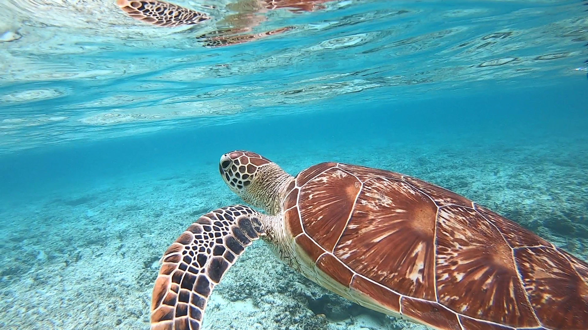 【シュノーケリング】