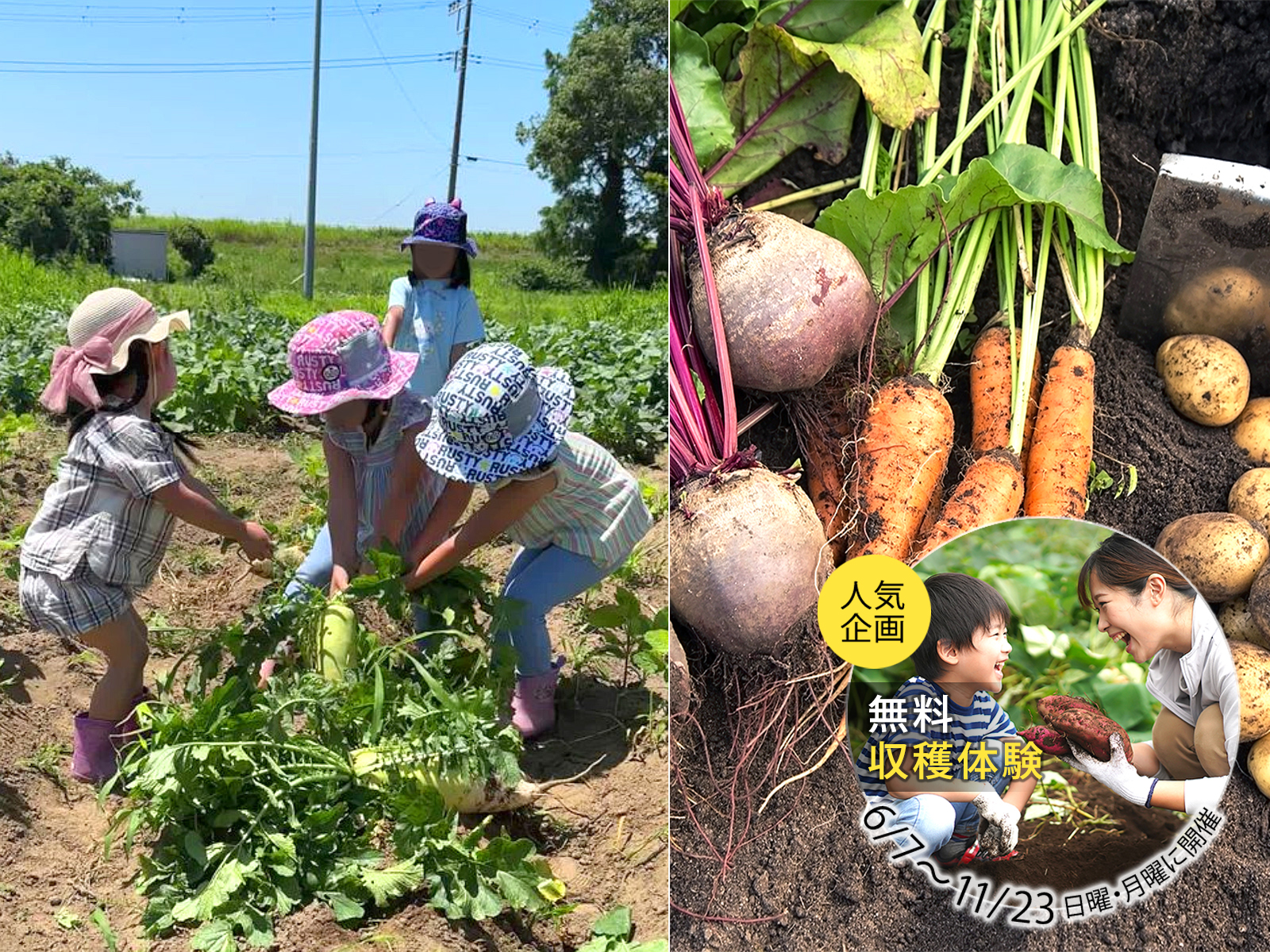 今年も6/7から人気企画スタートです。BBQの食材に、お子様の食育に、無料で収穫体験と野菜のお持ち帰りができます。日曜・月曜のみの開催ですが、ご希望の方はご宿泊の一週間前までにお問い合わせください。