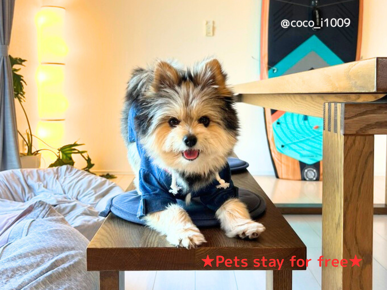 ペットの同伴は何匹でも無料です。ぜひお連れください！　詳細はホームページにてご確認をお願いします。