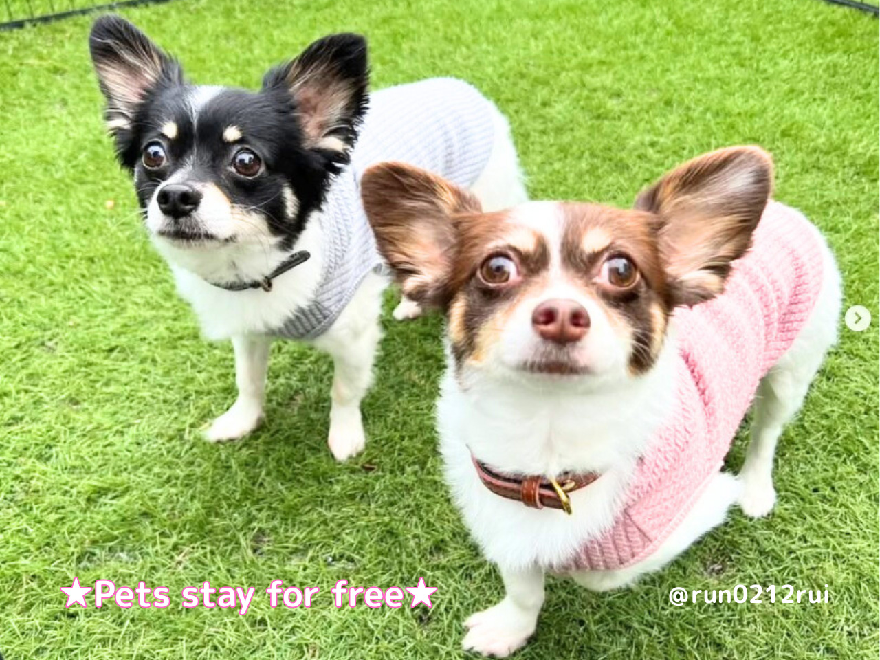 ペット宿泊無料