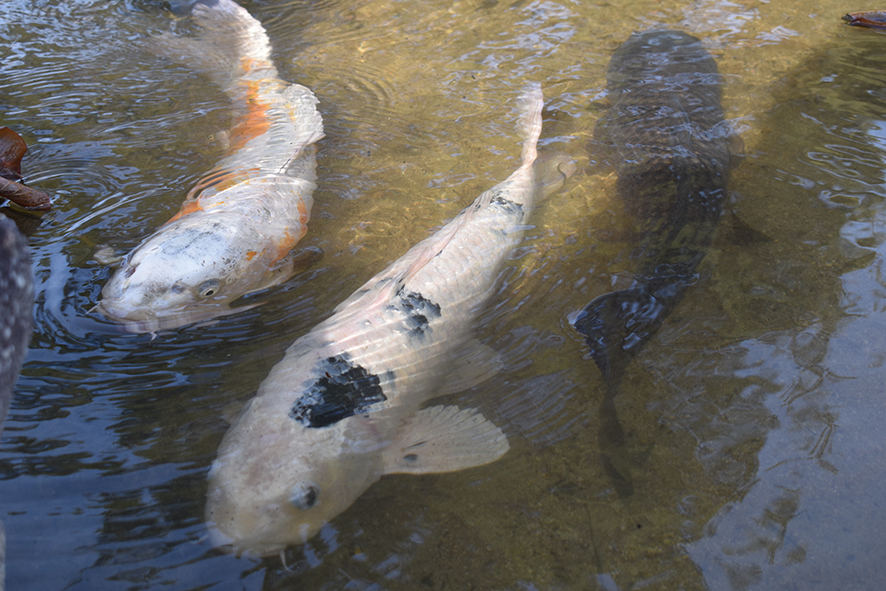 まったりほっこり自然満喫！大浴場あり！和室でくつろぐ素泊りプラン（県内の方・６５才以上の方割引あり）