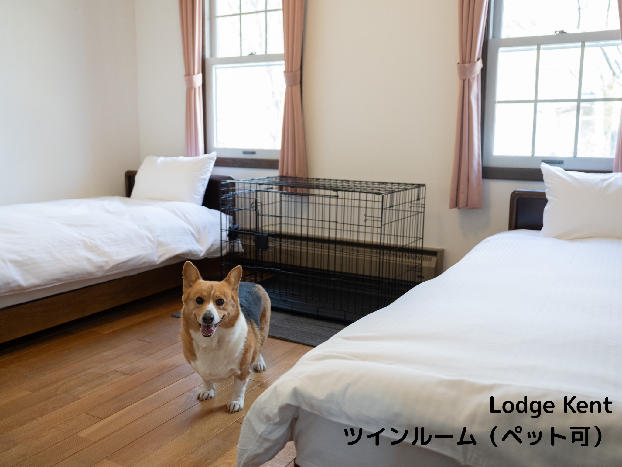 ツインルーム　ペット可