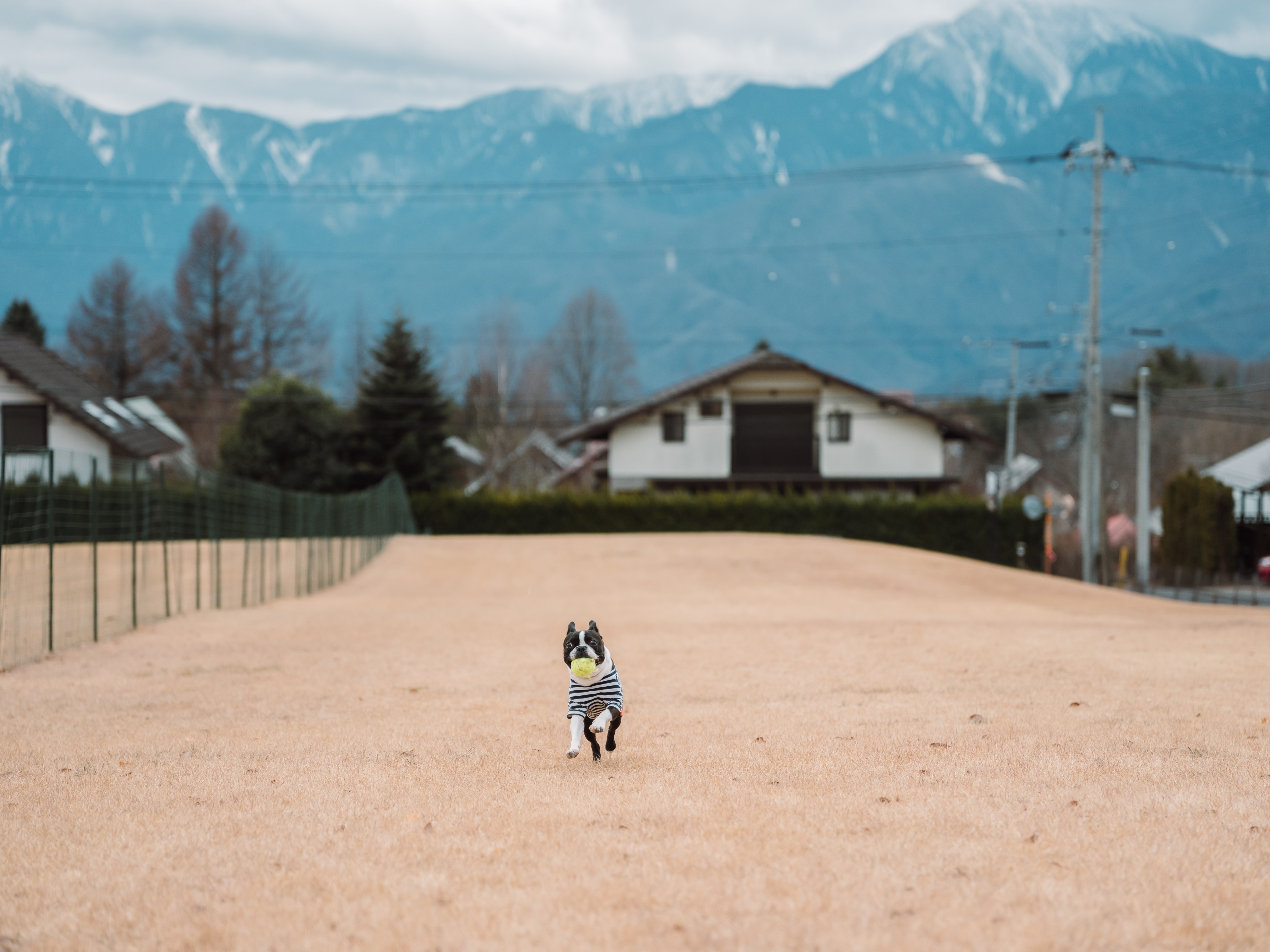 ドッグラン　犬