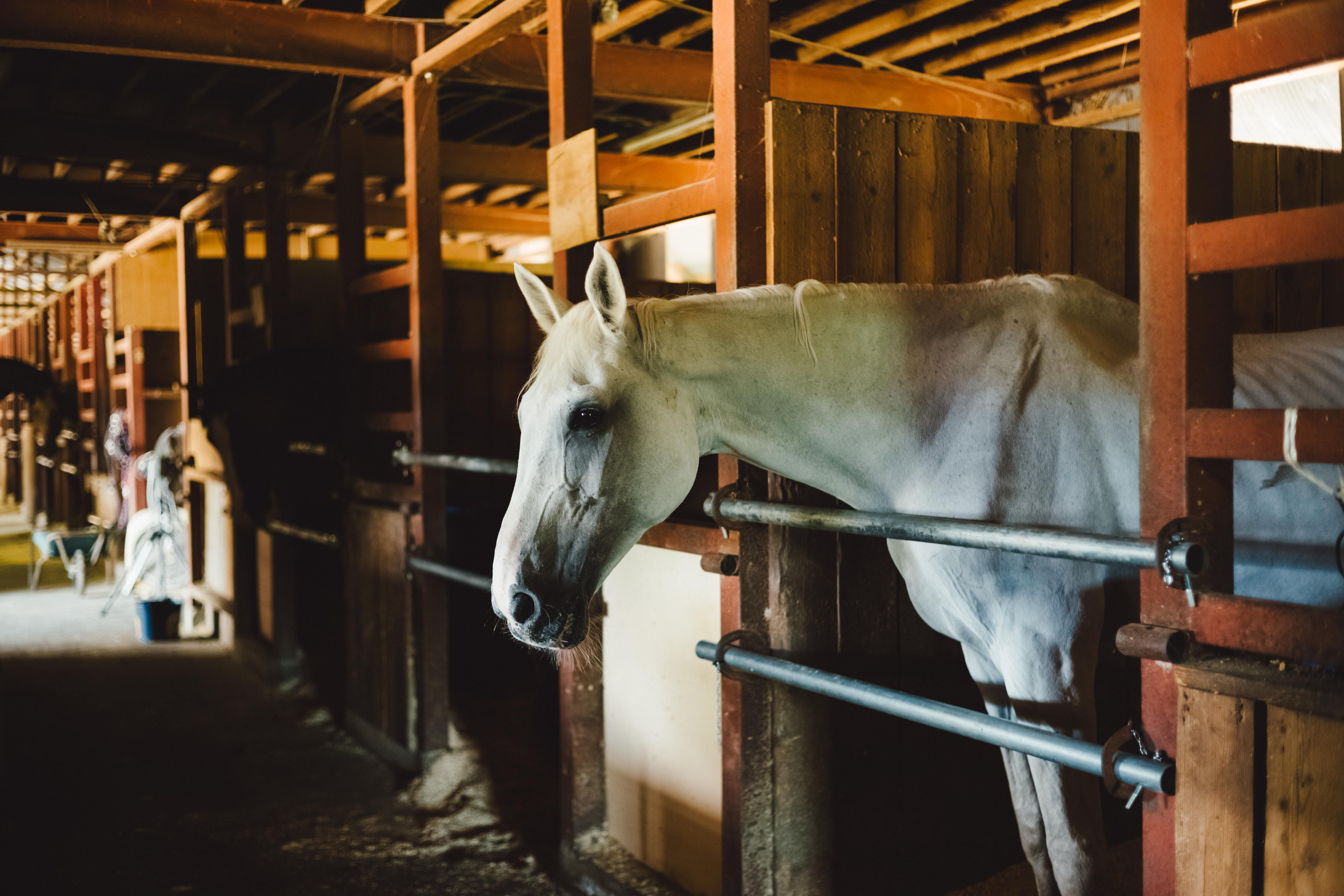 小淵沢カントリー乗馬クラブ