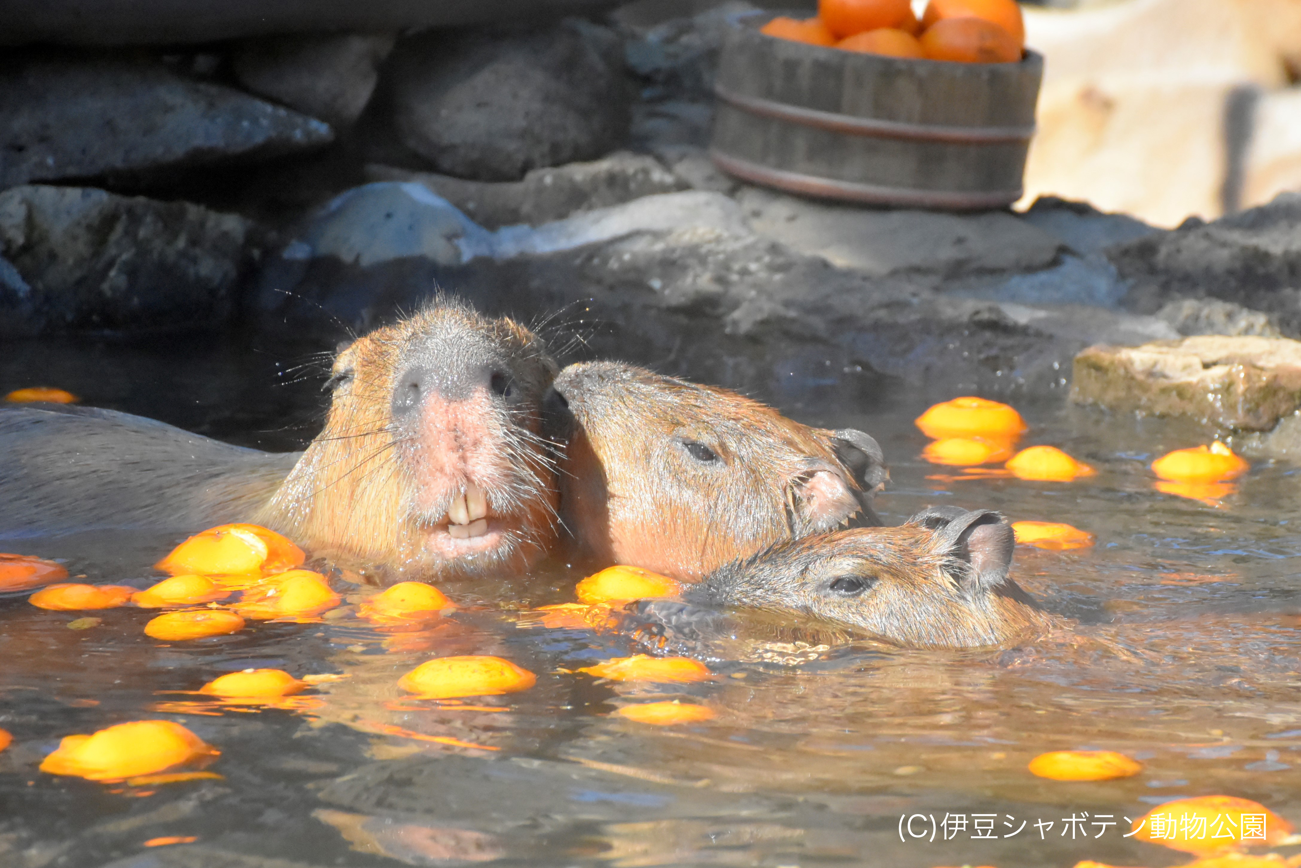 【伊豆シャボテン動物公園】当館から車で約15分、写真提供：伊東市観光課