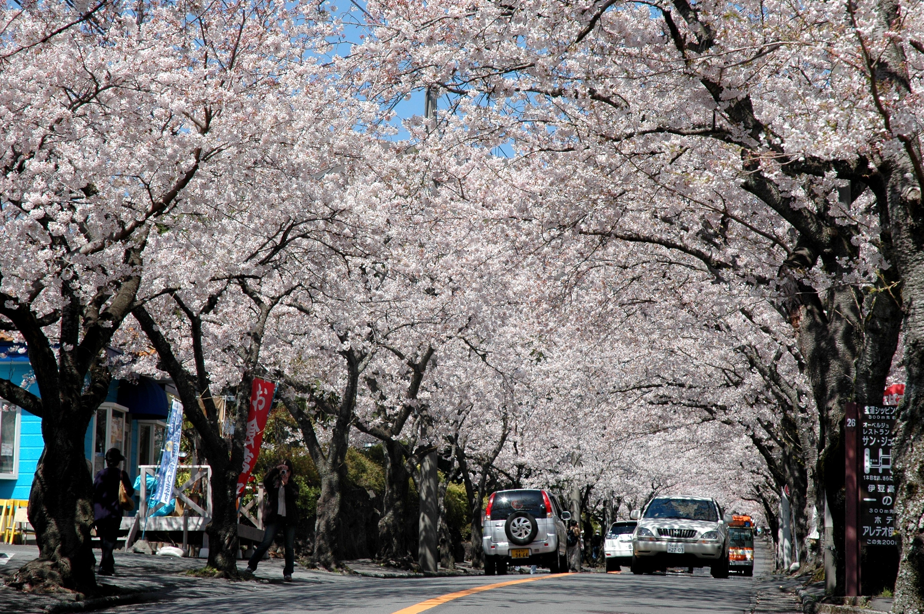 近隣の観光箇所｜伊豆高原駅からの桜並木