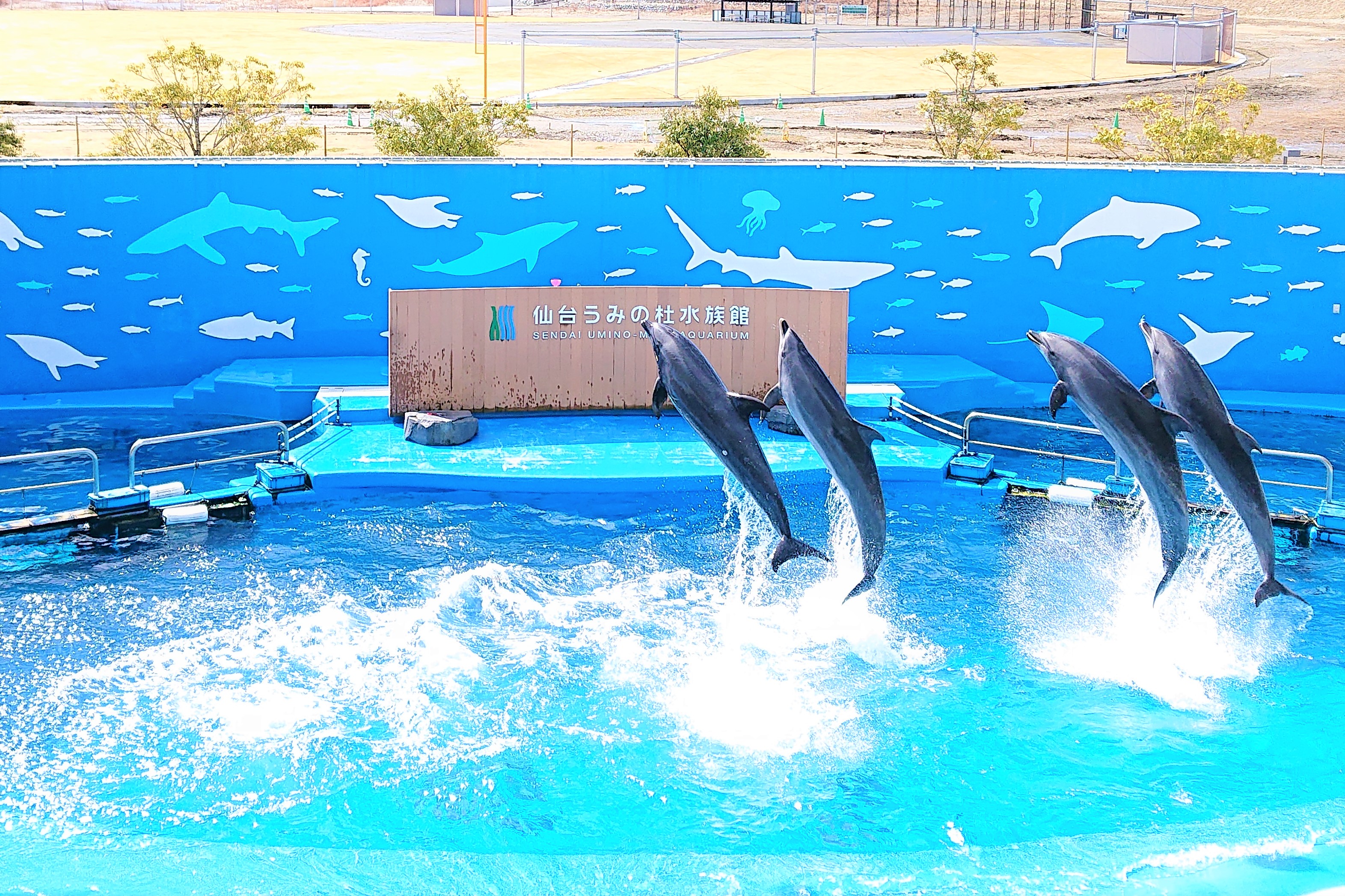 うみの杜水族館のイルカショー♪
