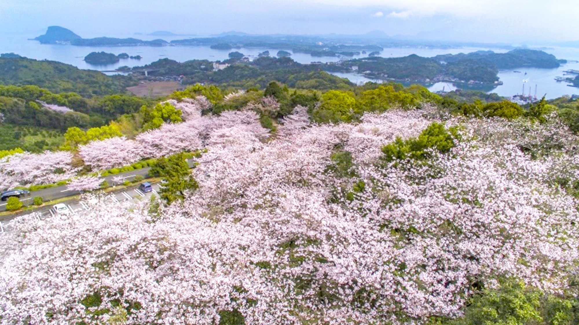 【観光情報】当施設からお車で約20分。桜の名所・千巌山。公園の植林桜と自生する山桜が咲き誇ります。