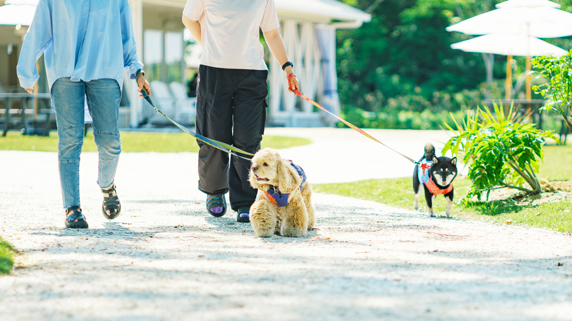 【敷地】ワンちゃんと一緒にお散歩も楽しめます♪