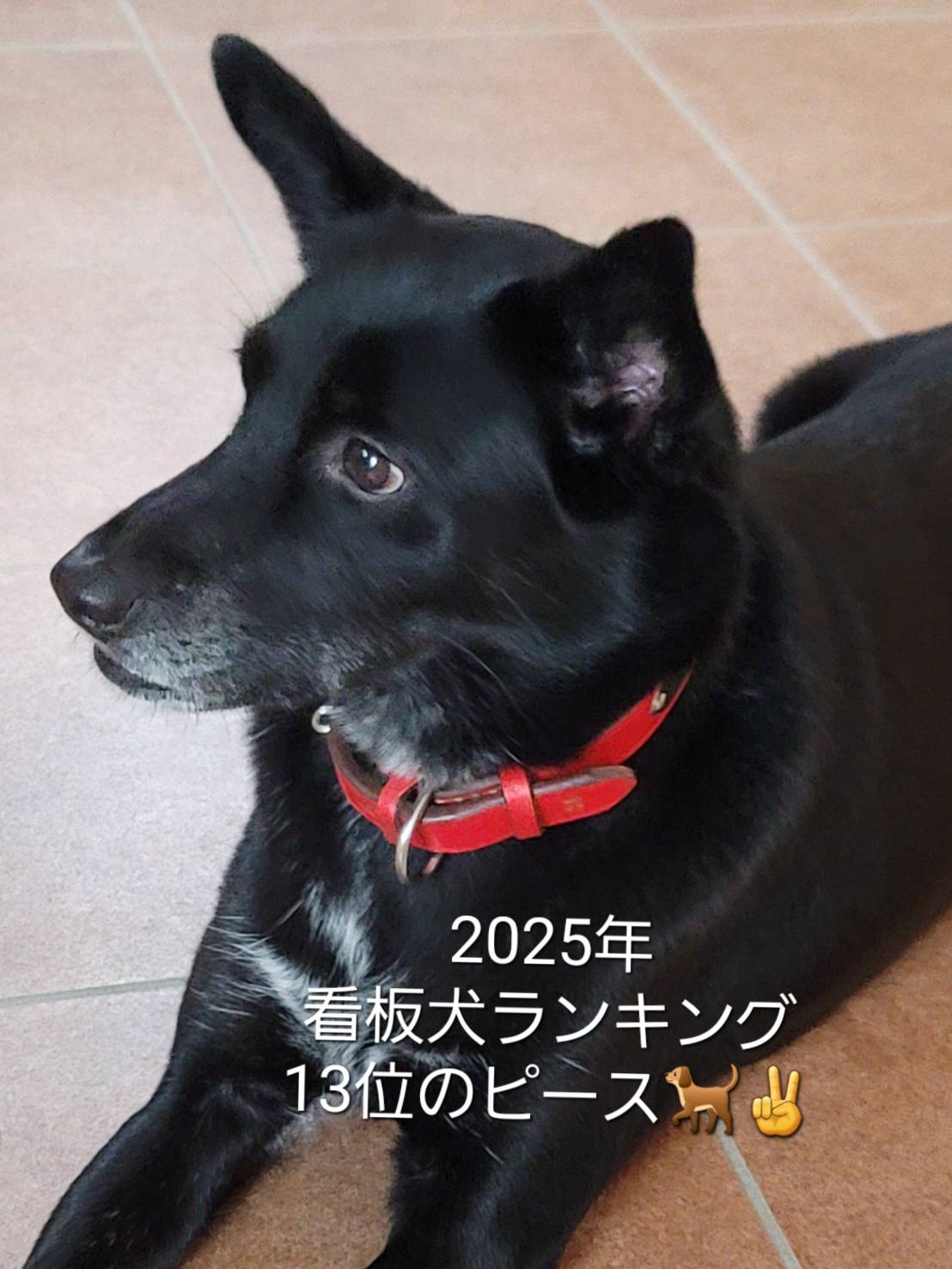 2025年看板猫ランキング13位