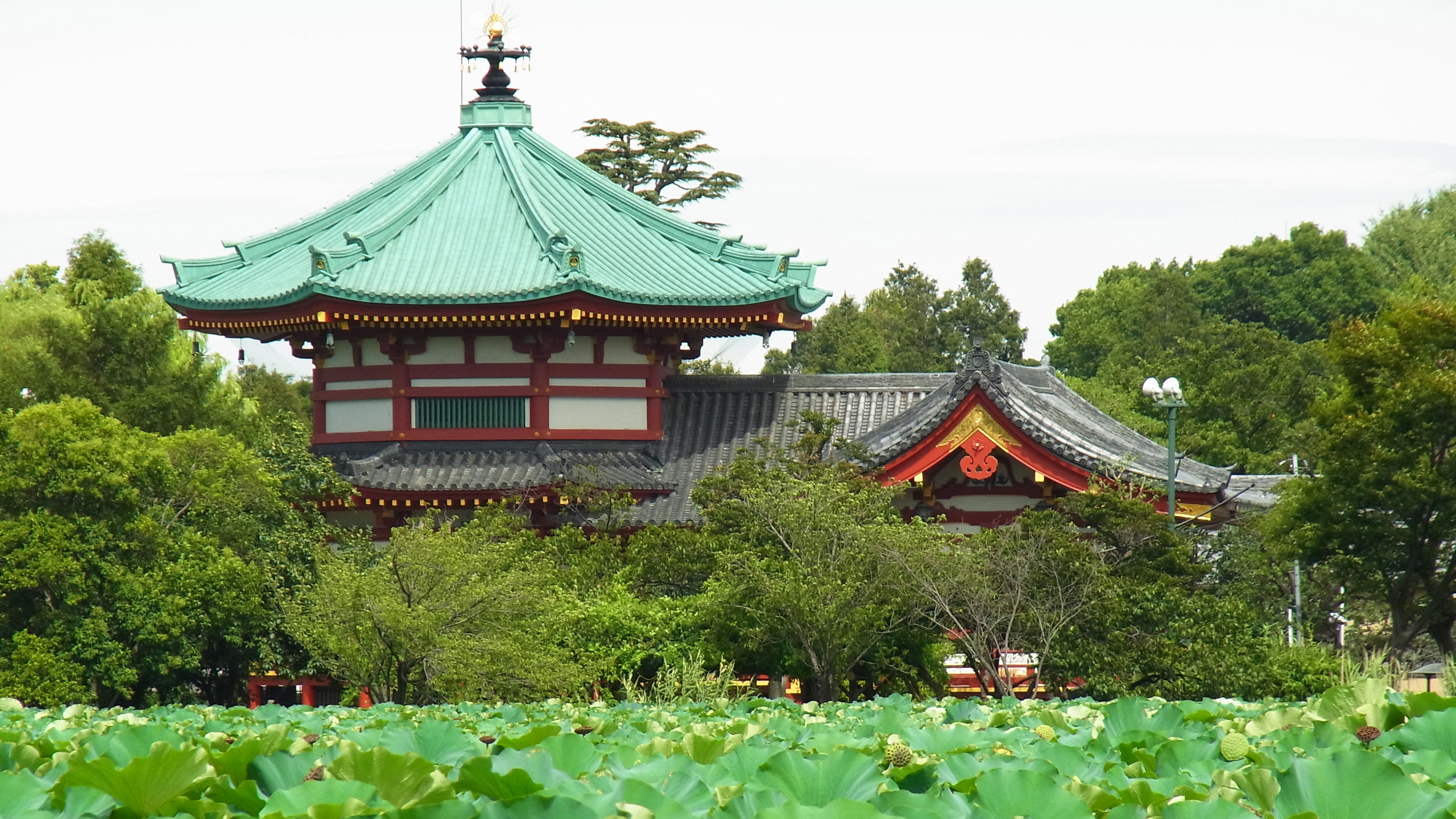 不忍池　写真提供：（公財）東京観光財団