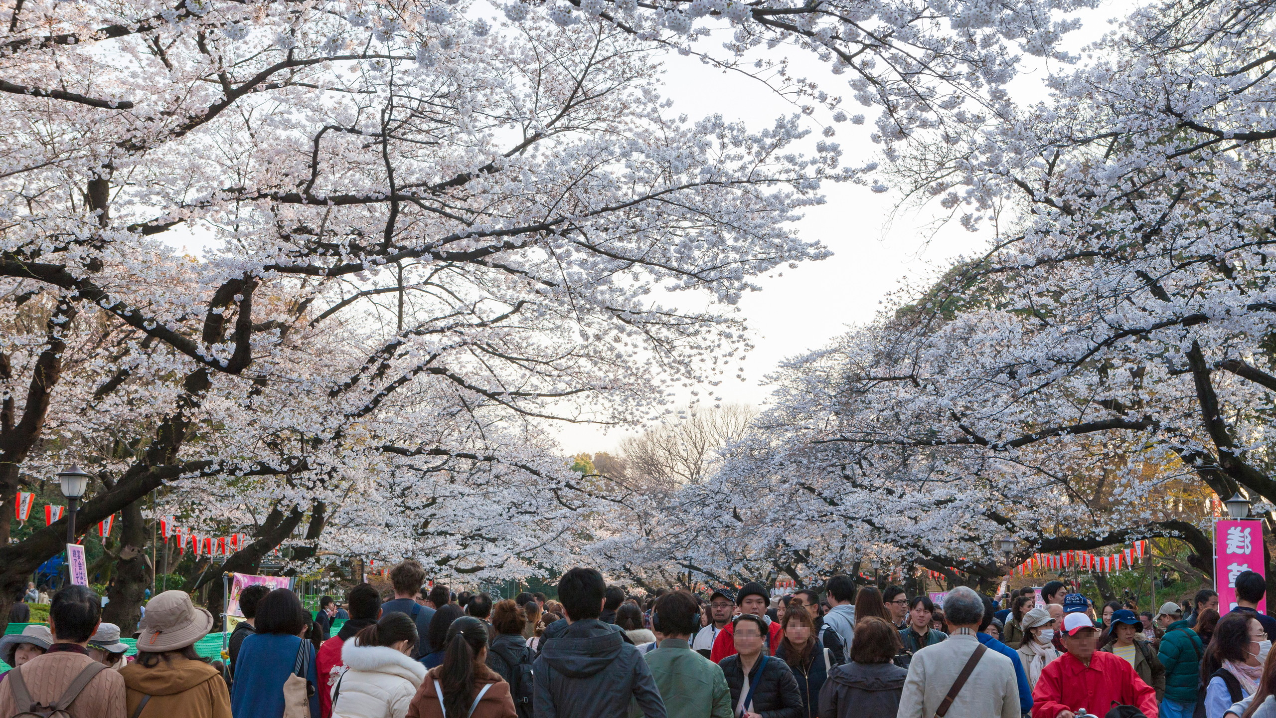 上野恩賜公園の桜　写真提供：（公財）東京観光財団