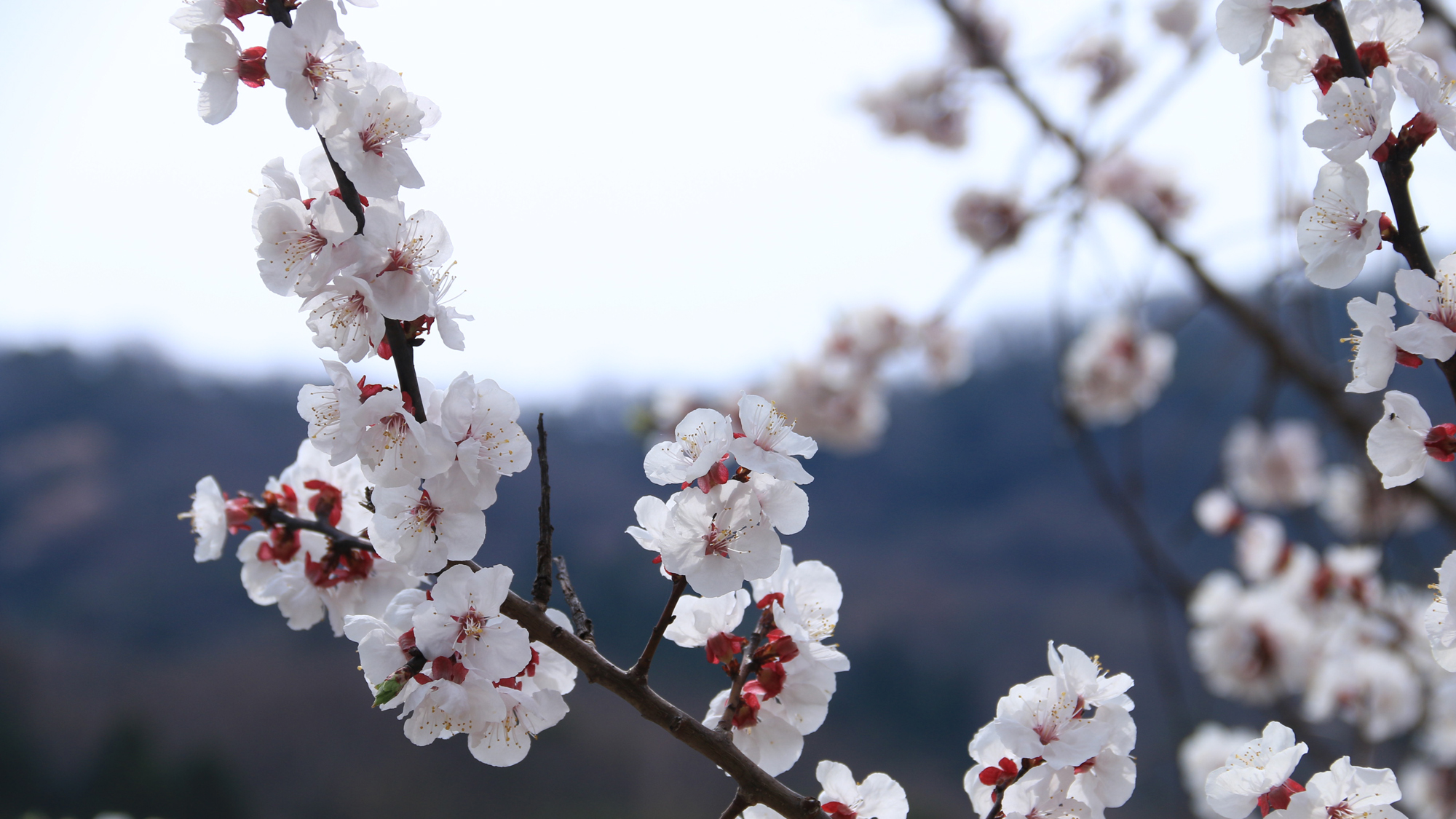 神子の山桜♪２００本以上の山桜が見られ、福井県の名勝のひとつになっています☆彡