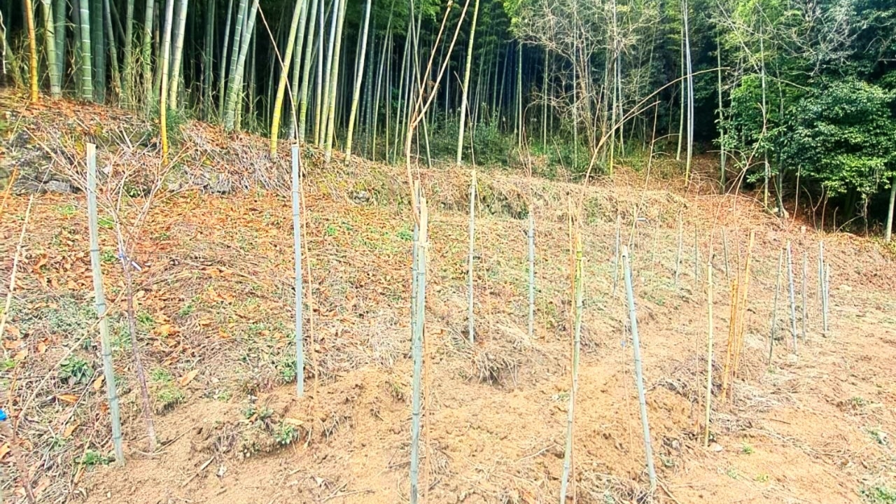 【室数限定】桜の植樹体験付〜未来に残る特別な思い出を〜本格BBQプラン（2食付）