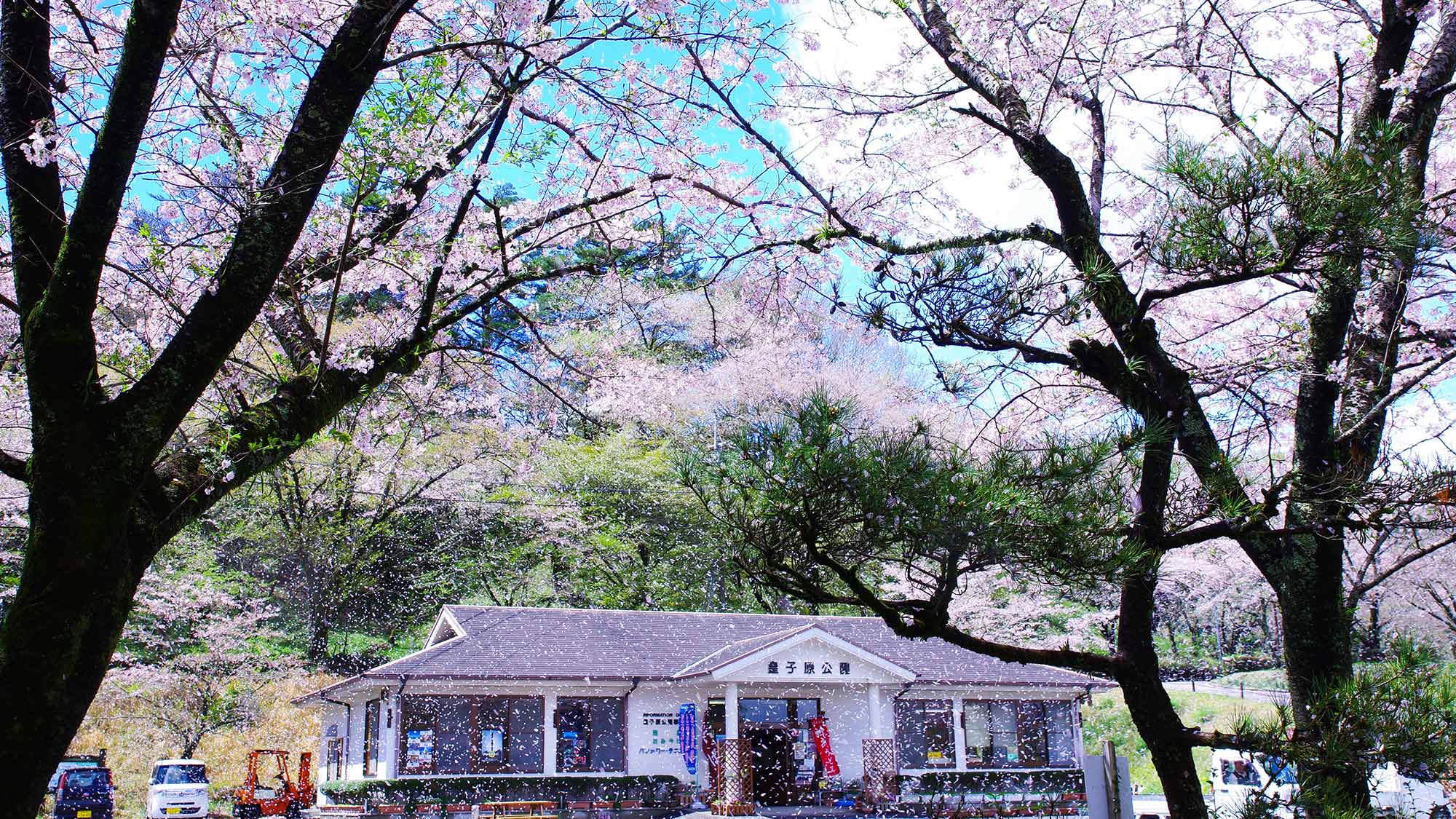 ・【観光情報】桜吹雪舞う、春爛漫の皇子原公園